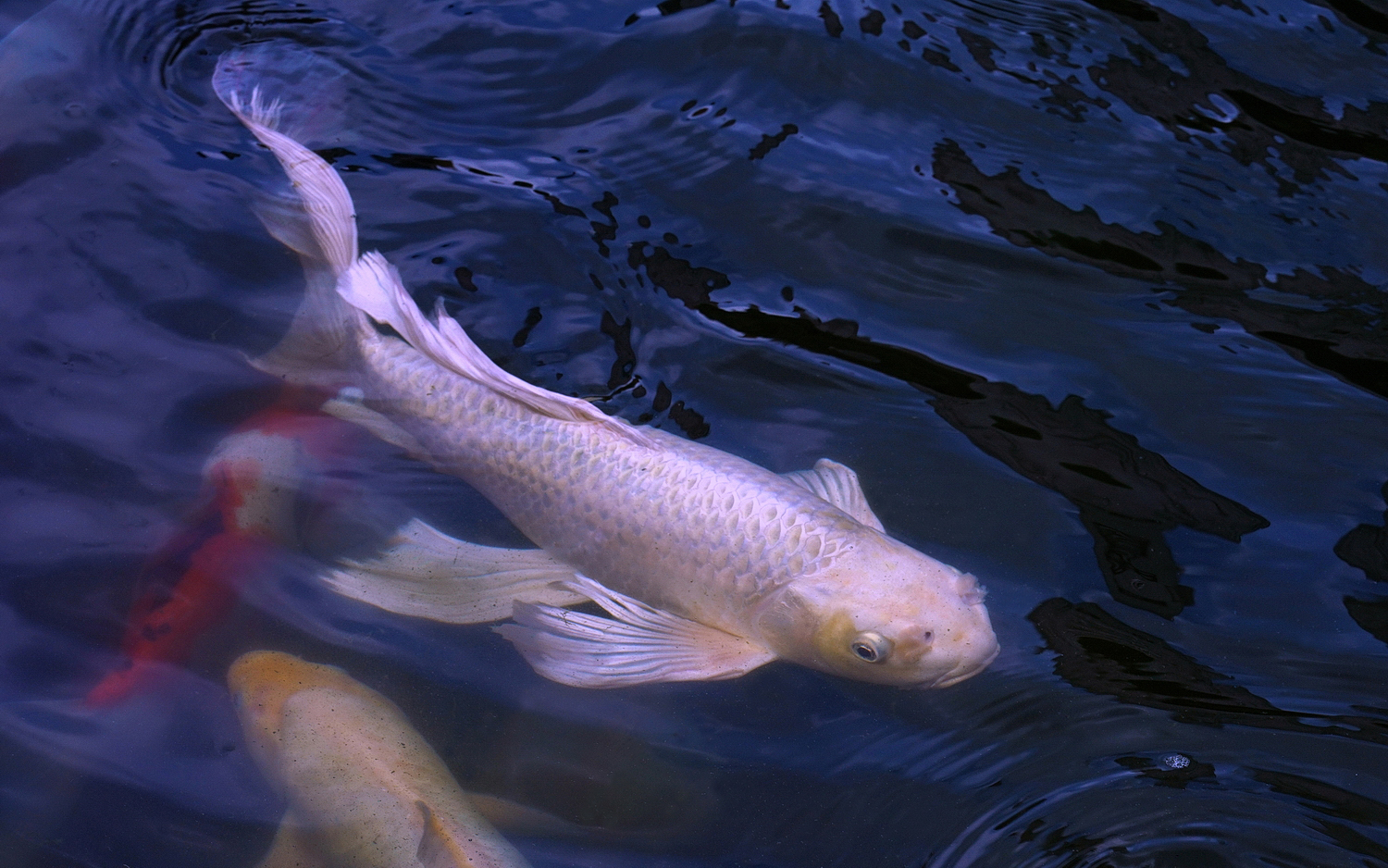 陳永鑑_錦鯉遊緃_20200827d.jpg
