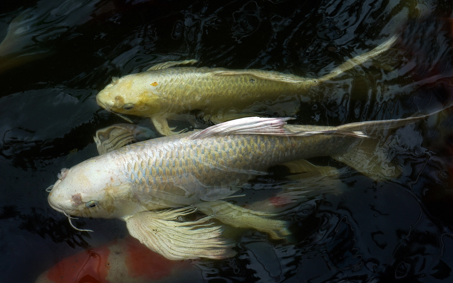 陳永鑑_錦鯉遊緃_20200827c.jpg
