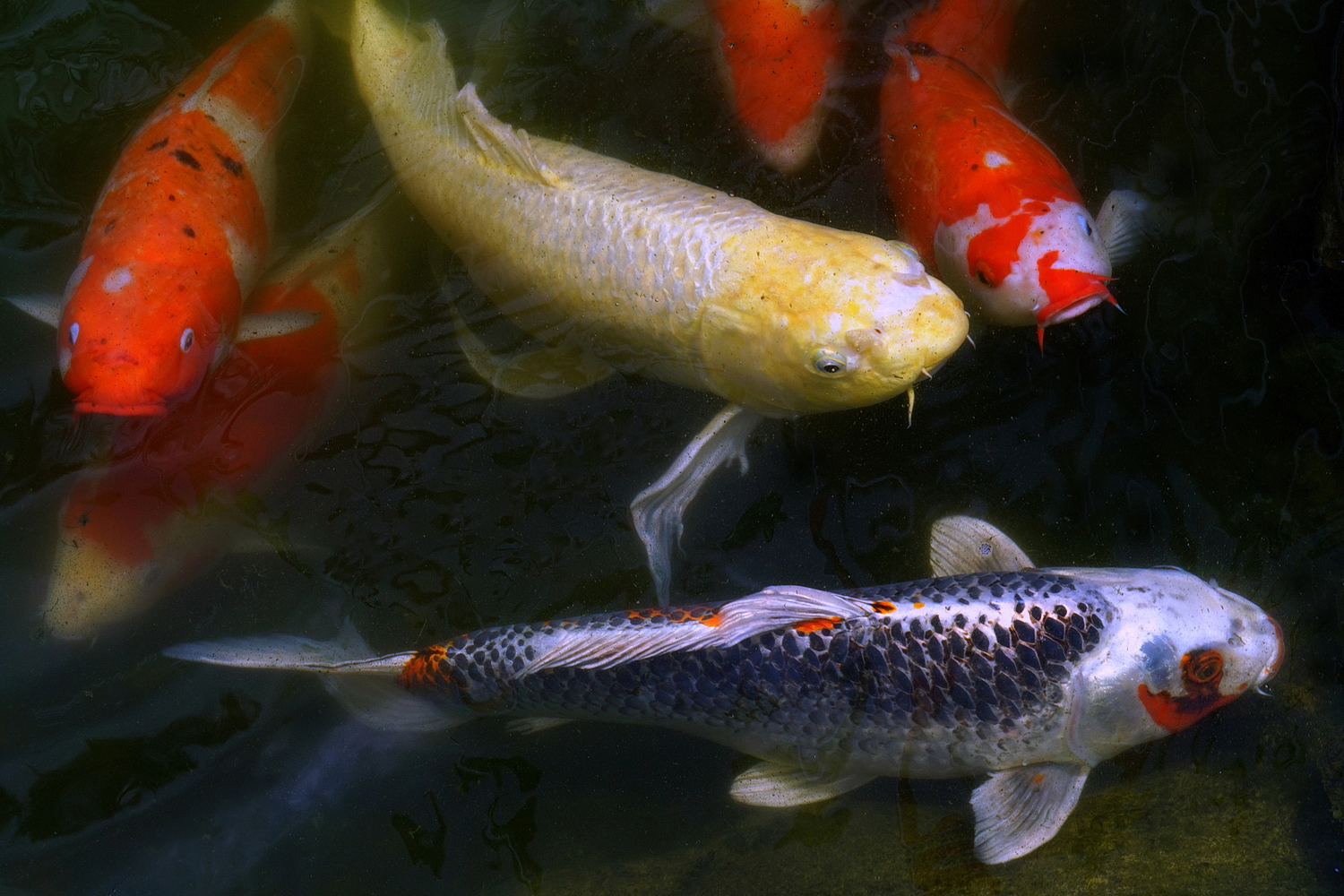 陳永鑑_錦鯉遊緃_20200827a.jpg