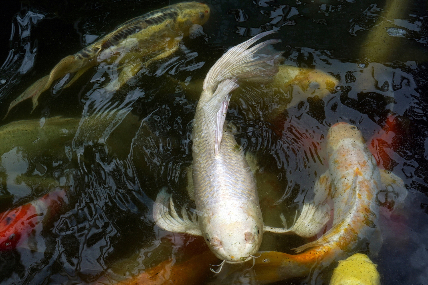 陳永鑑_錦鯉遊緃_20200827b.jpg