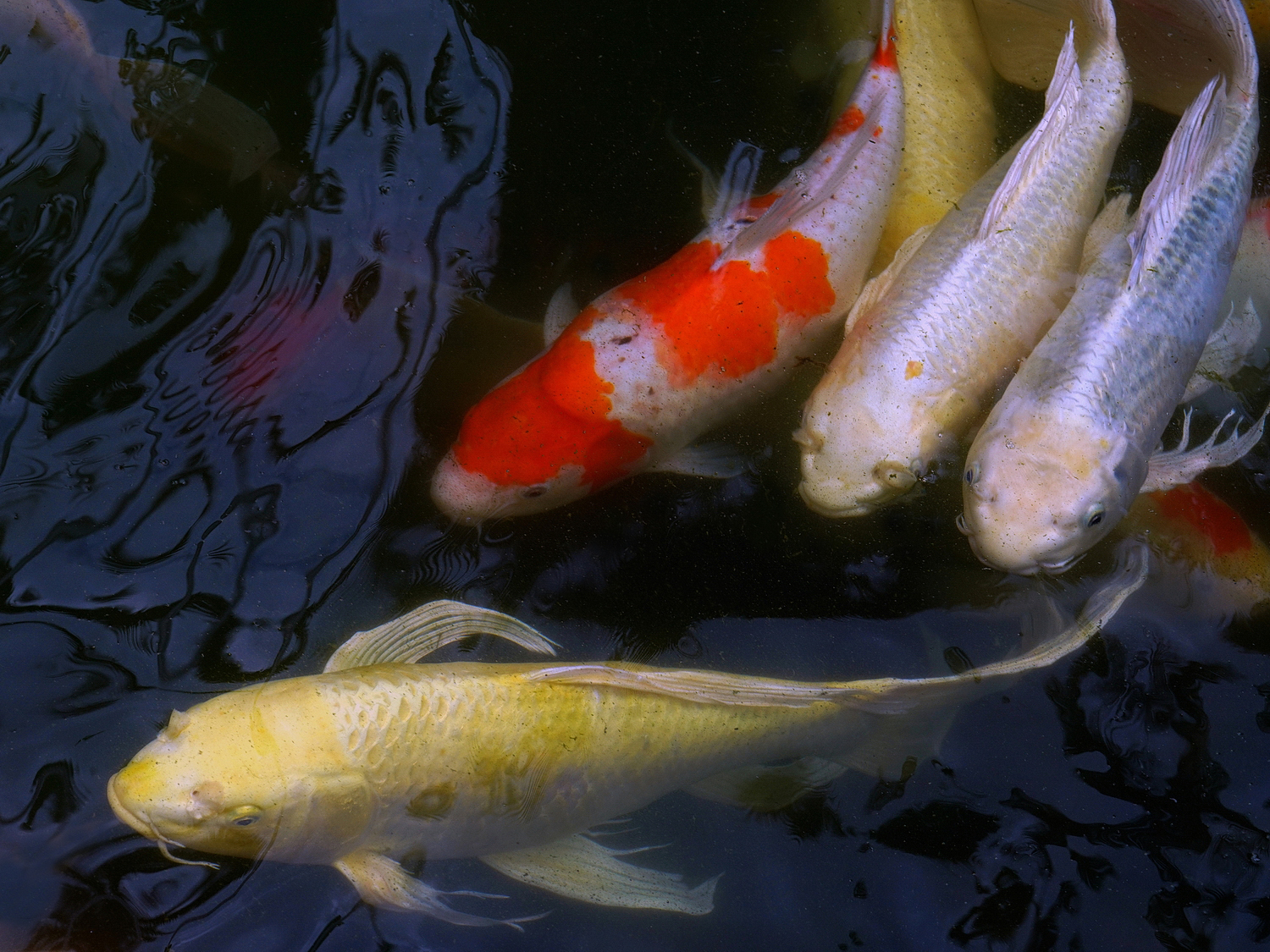 陳永鑑_錦鯉遊緃_20200828g.jpg