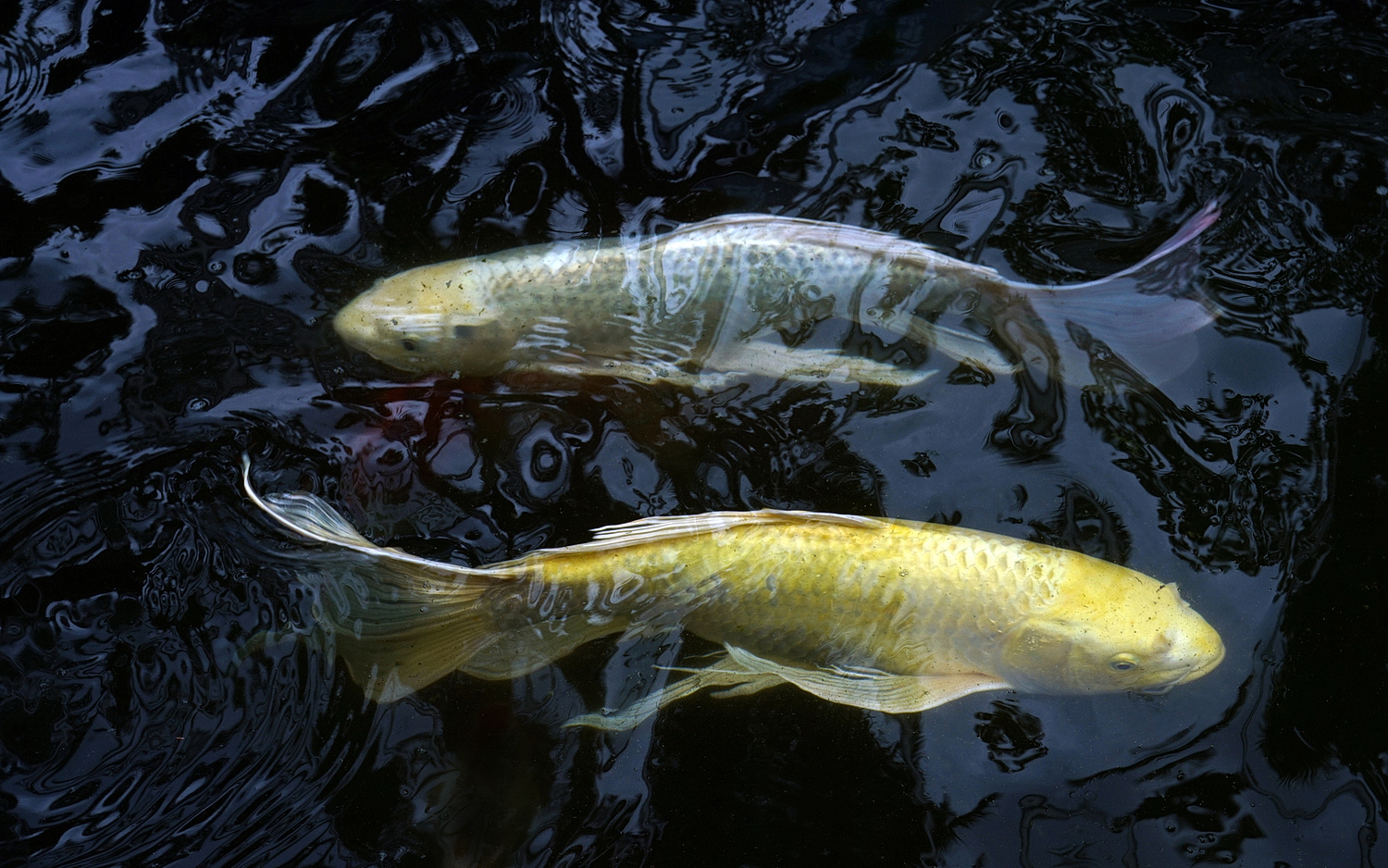 陳永鑑_錦鯉遊緃_20200828c.jpg