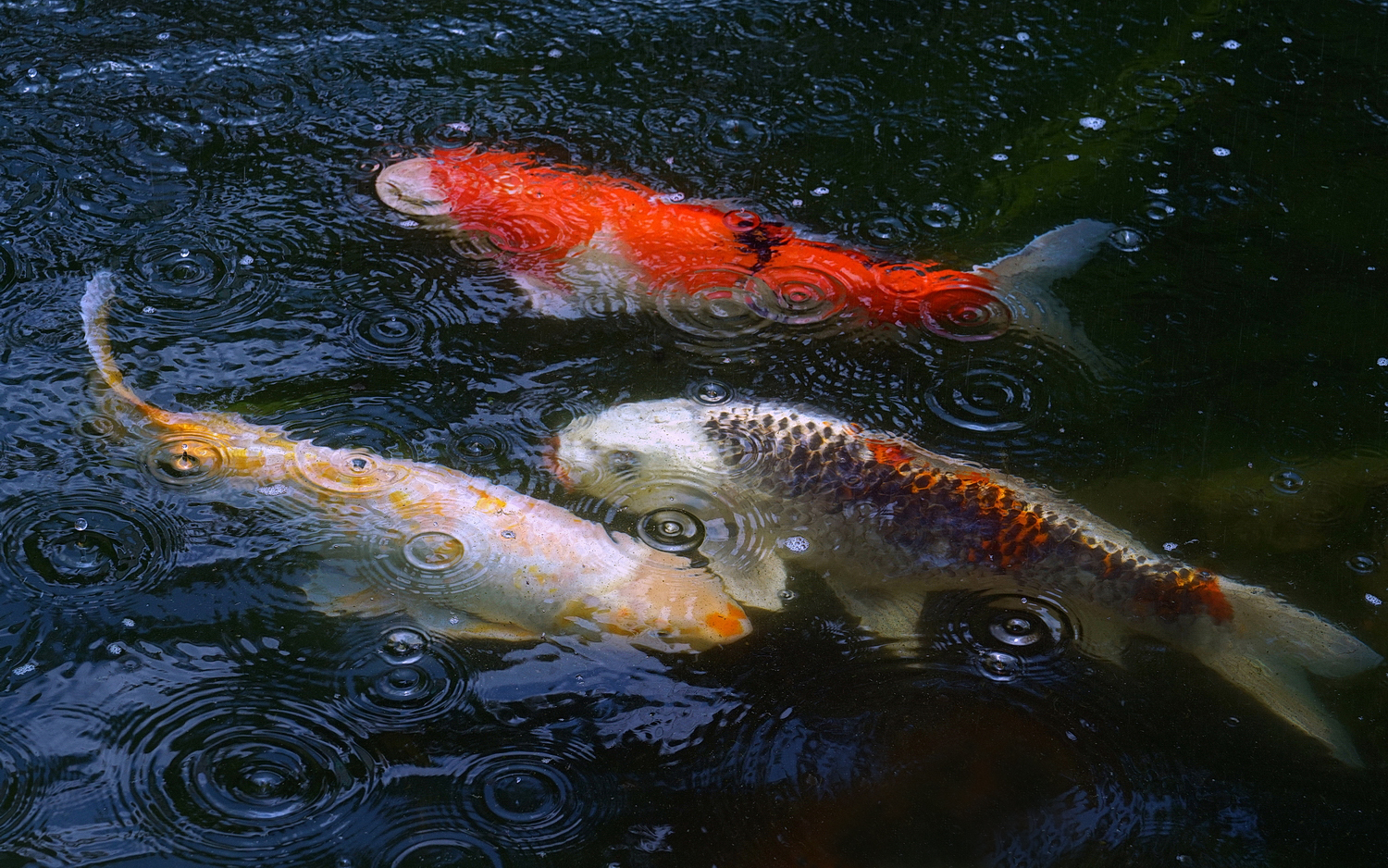 陳永鑑_錦鯉遊緃_20200828b.jpg