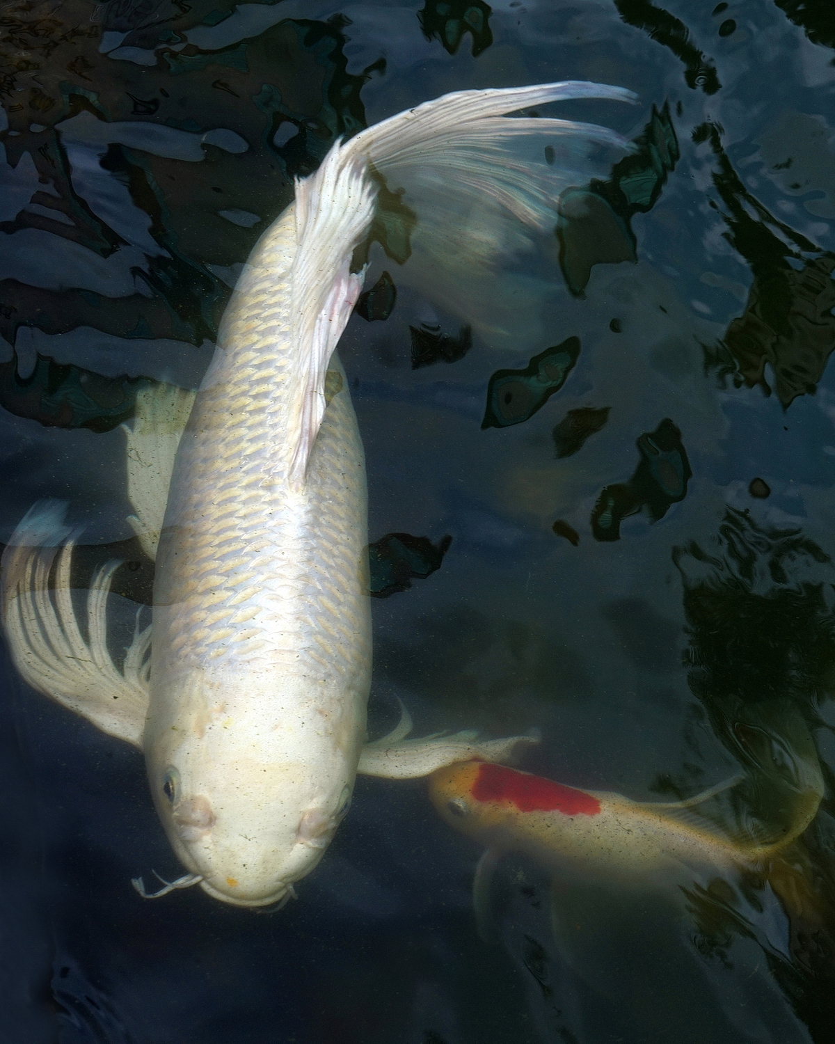 陳永鑑_錦鯉遊緃_20200830g.jpg