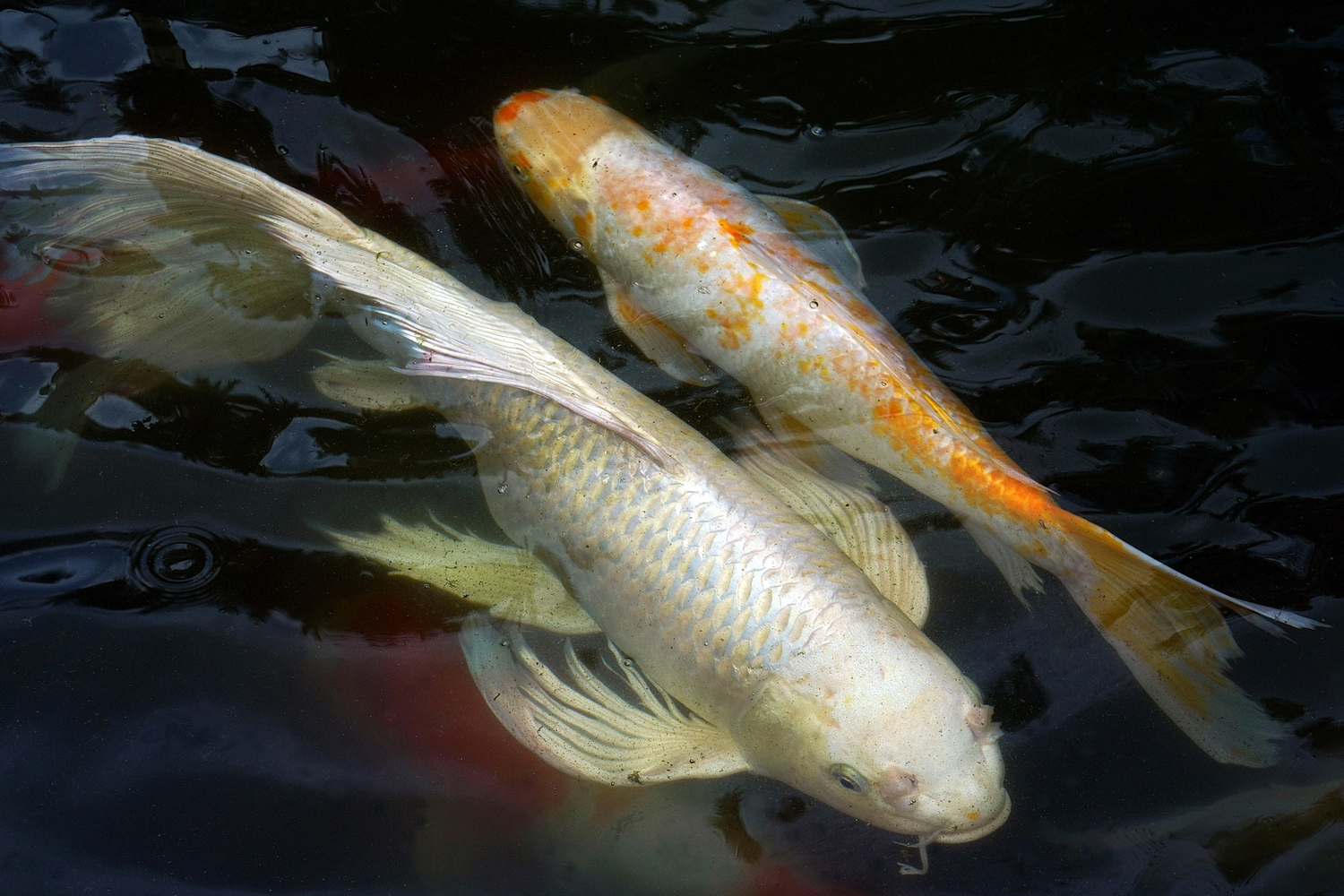 陳永鑑_錦鯉遊緃_20200830p.jpg