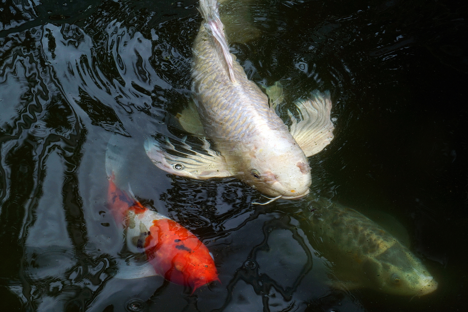 陳永鑑_錦鯉遊緃_20200830i.jpg