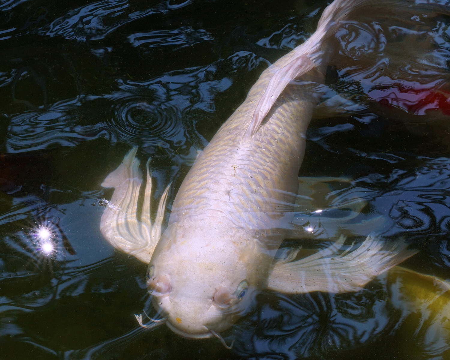 陳永鑑_錦鯉遊緃_20200904c.jpg