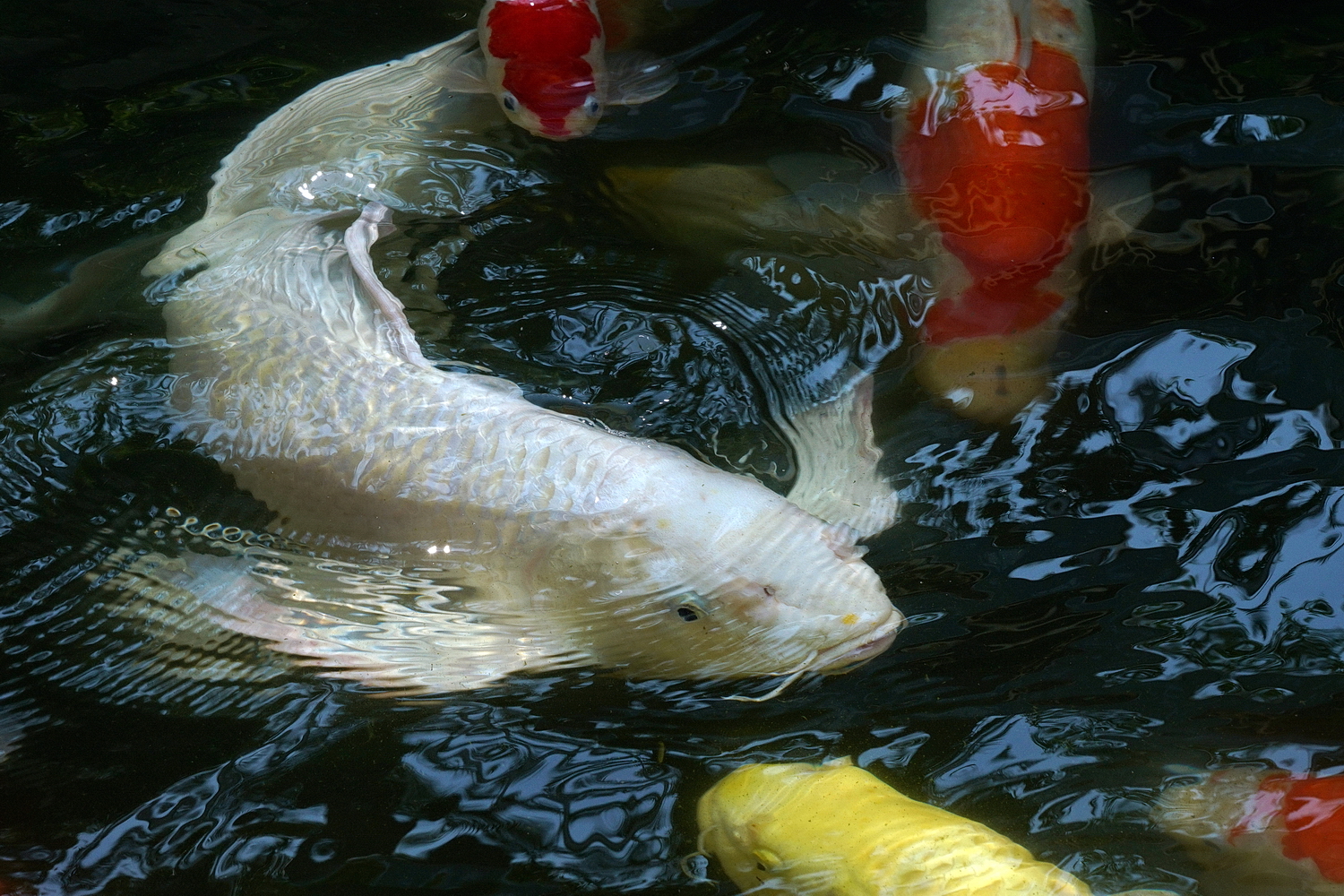 陳永鑑_錦鯉遊緃_20200904b.jpg