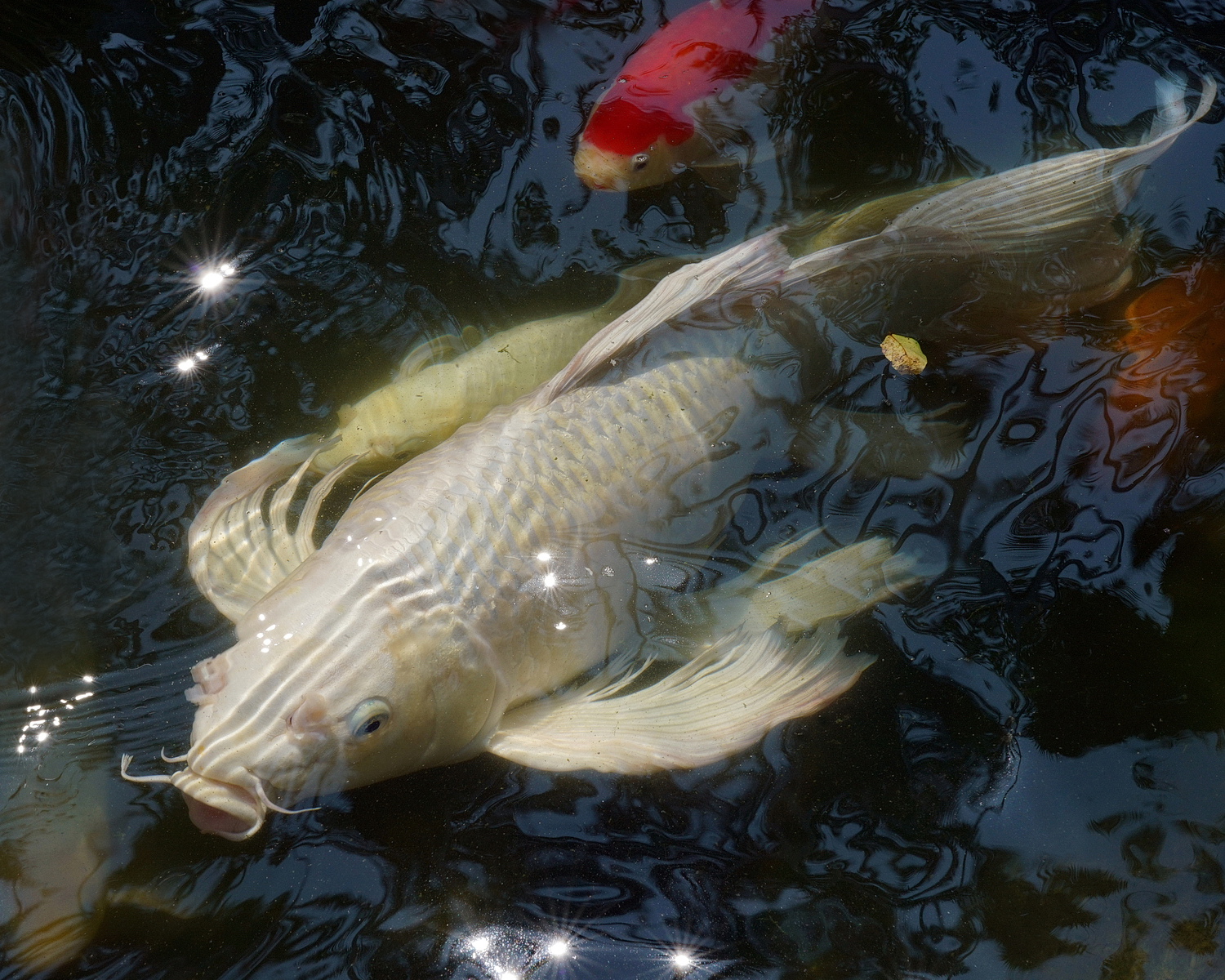 陳永鑑_錦鯉遊緃_20200905c.jpg