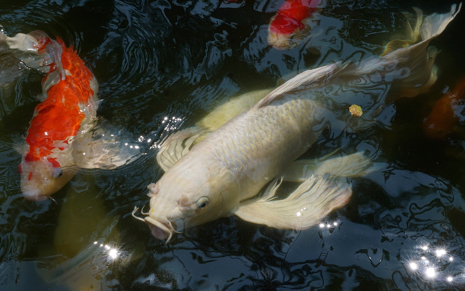 陳永鑑_錦鯉遊緃_20200905b.jpg