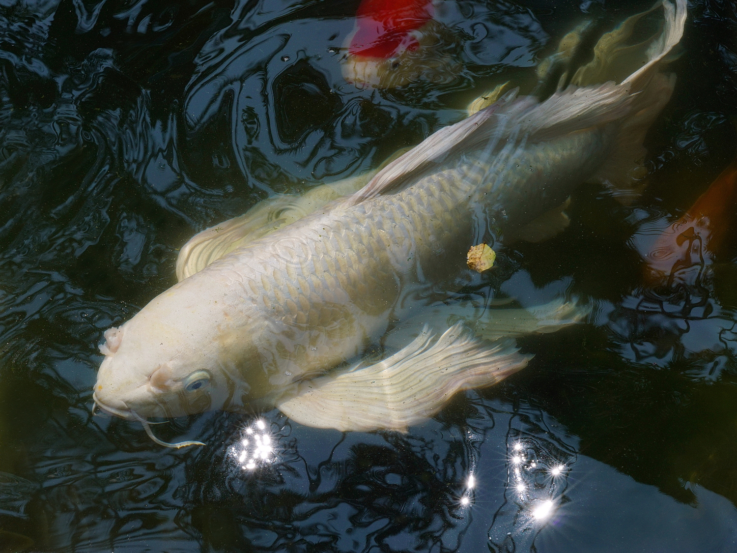 陳永鑑_錦鯉遊緃_20200905a.jpg