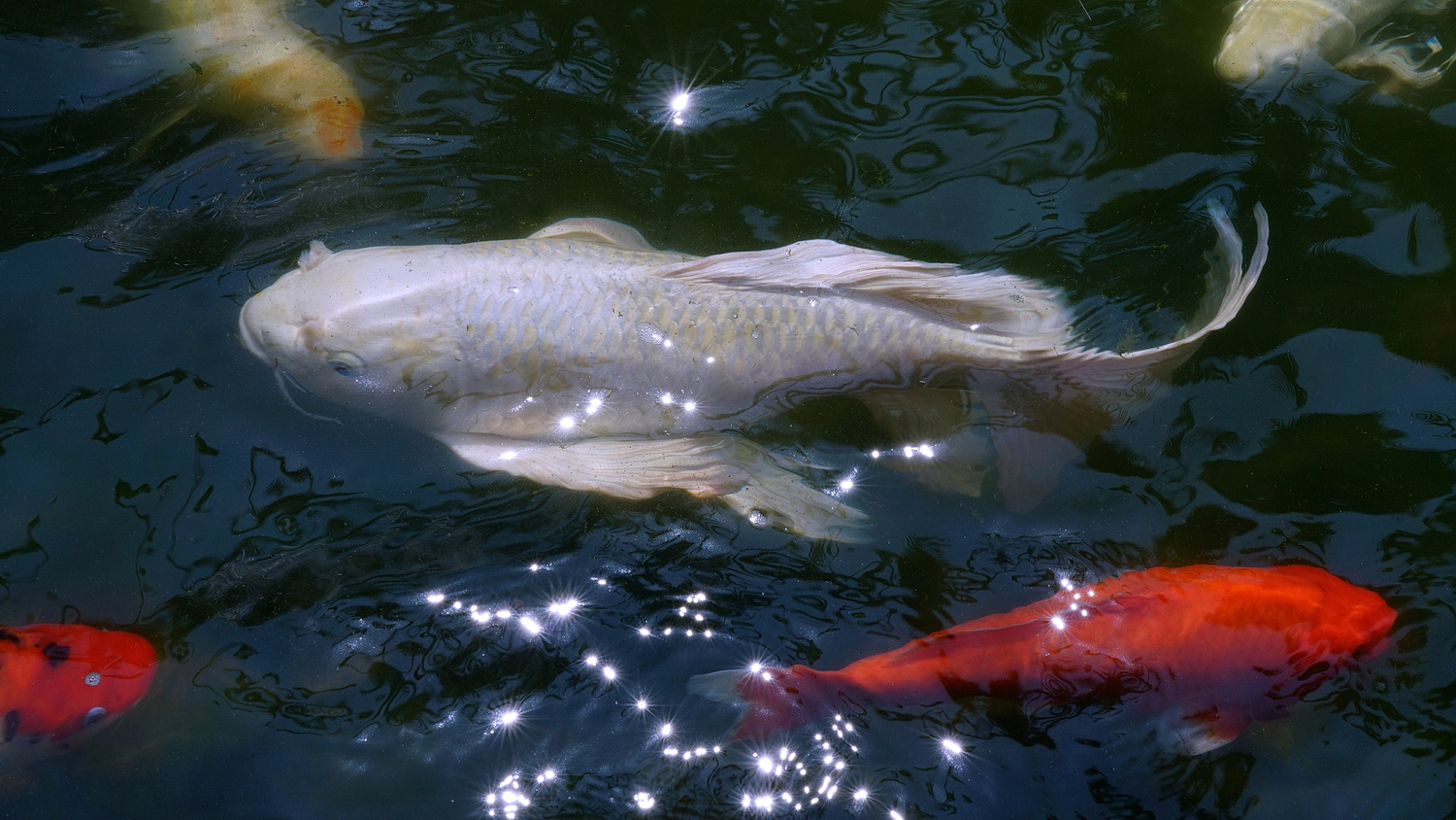陳永鑑_錦鯉遊緃_20200906e.jpg