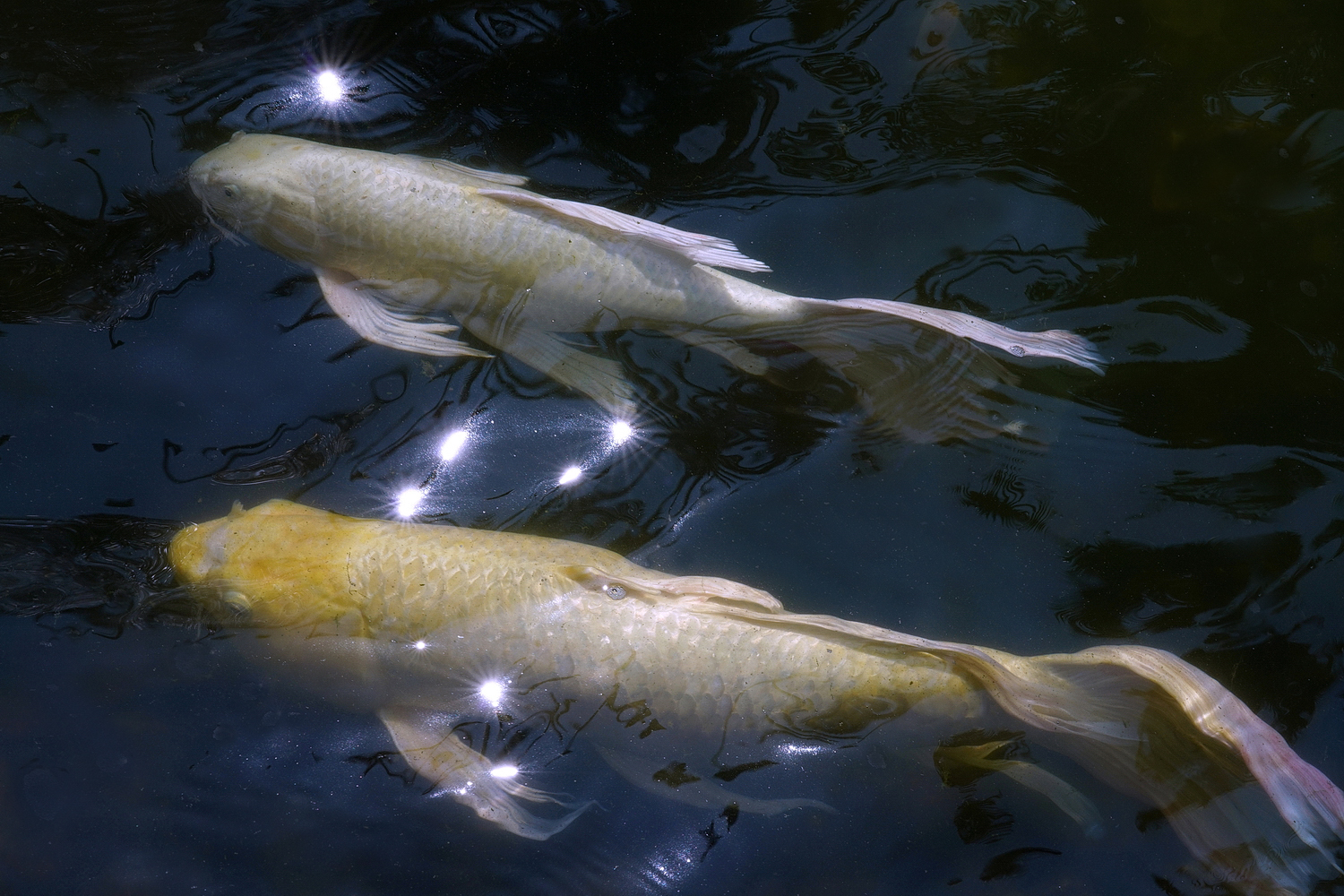 陳永鑑_錦鯉遊緃_20200906c.jpg