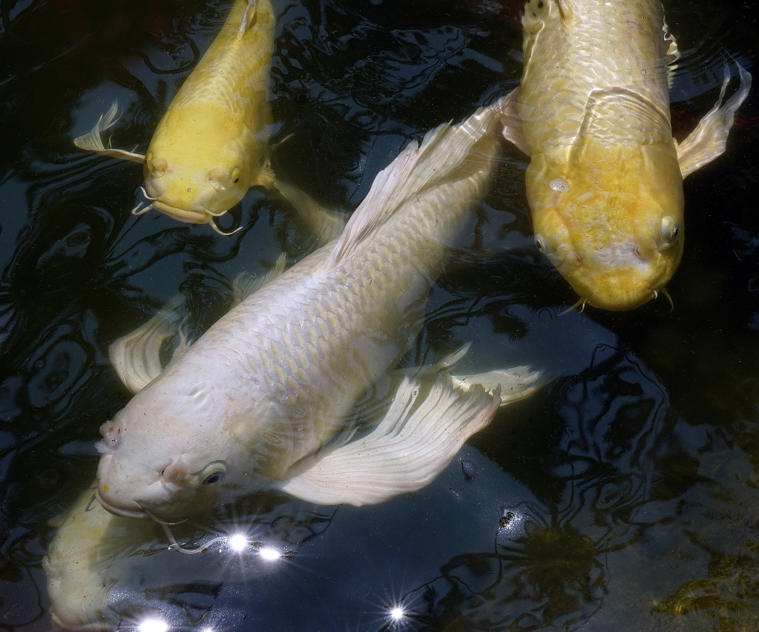 陳永鑑_錦鯉遊緃_20200906b.jpg