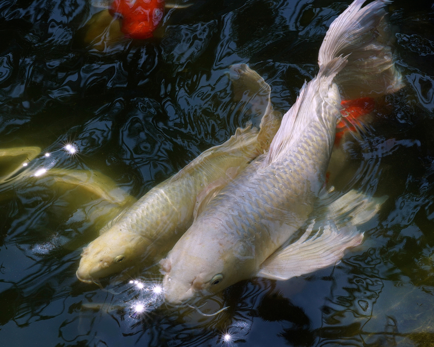 陳永鑑_錦鯉遊緃_20200906a.jpg