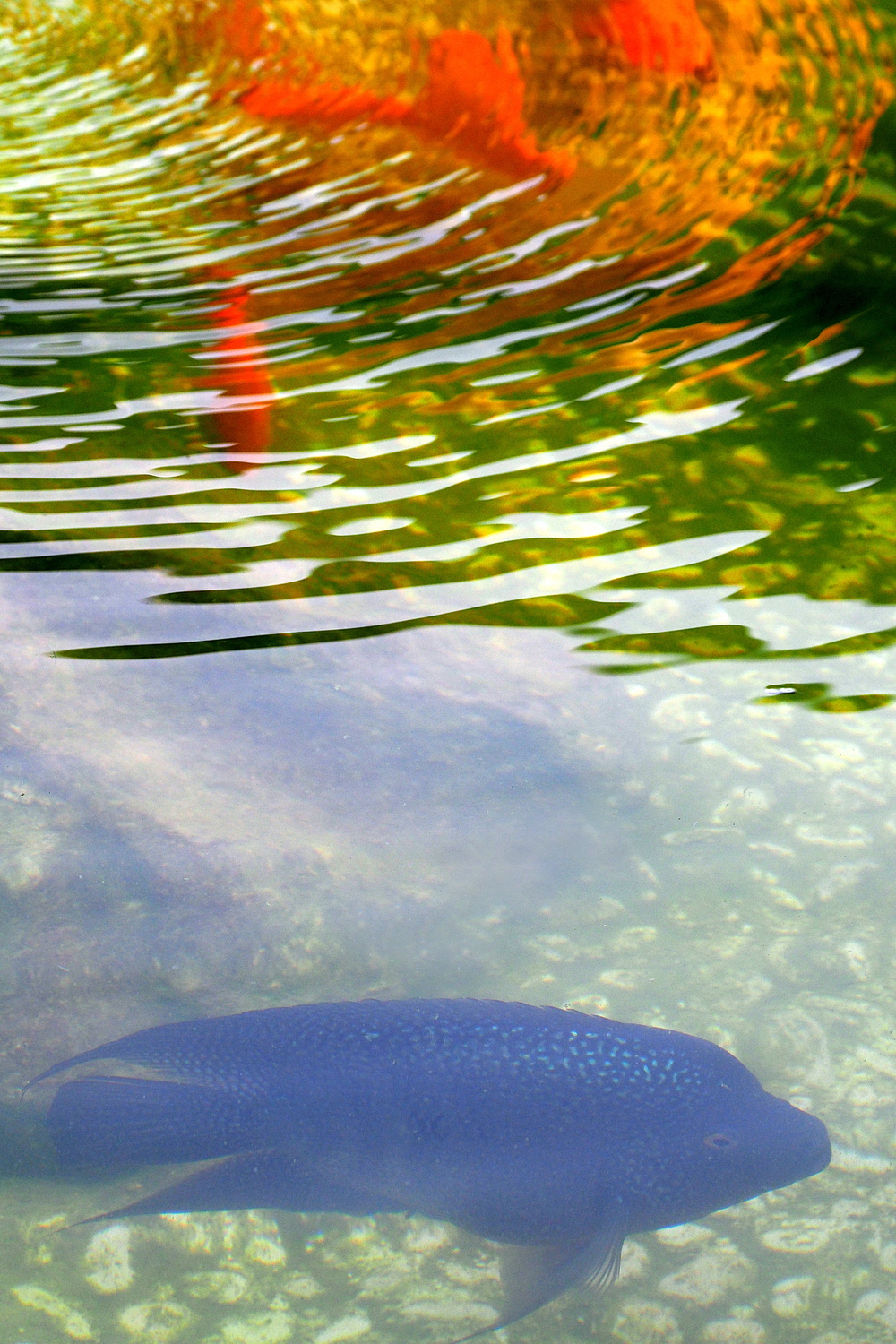 陳永鑑_錦鯉遊緃_20200910d.jpg