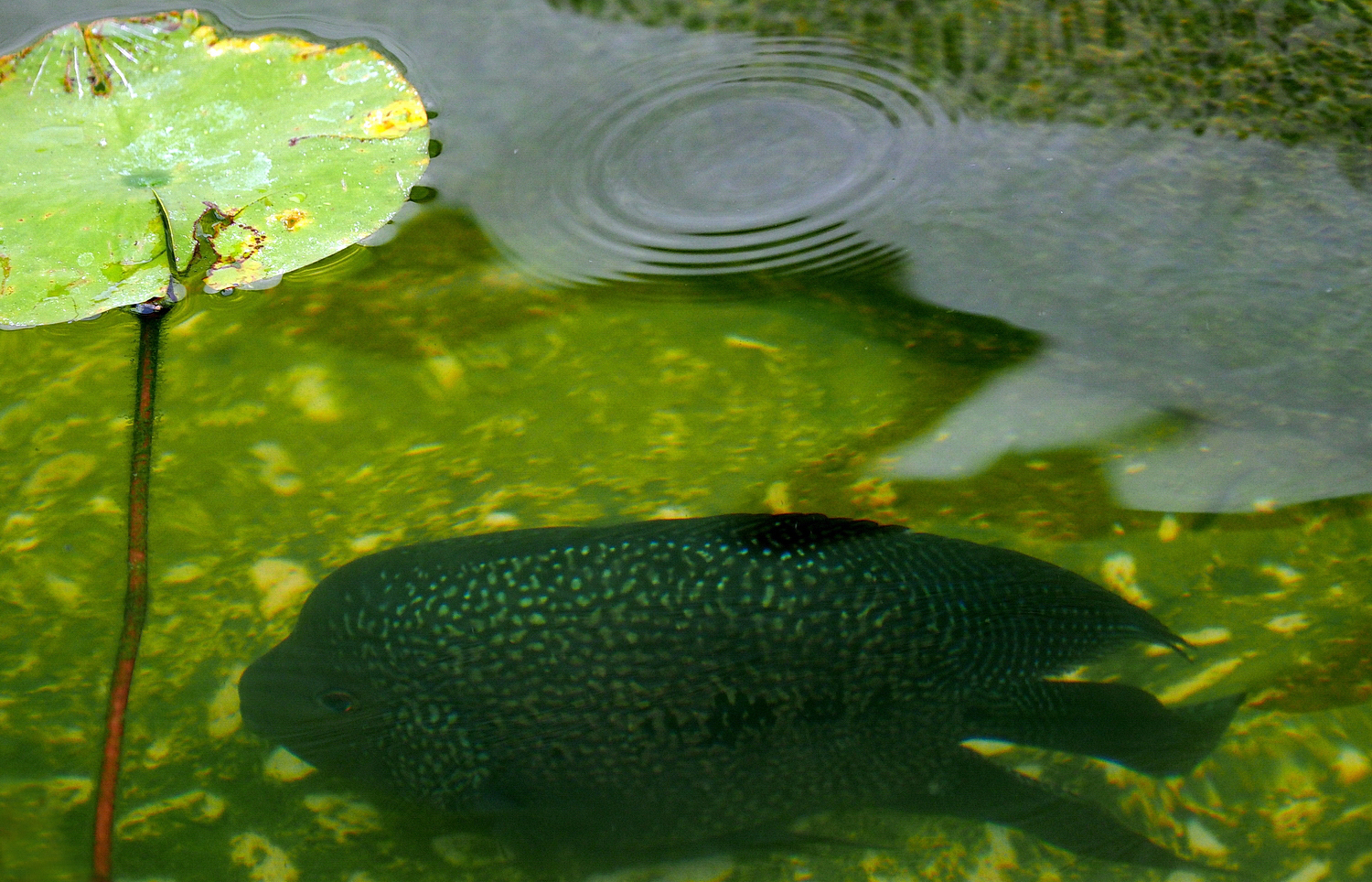 陳永鑑_錦鯉遊緃_20200910c.jpg