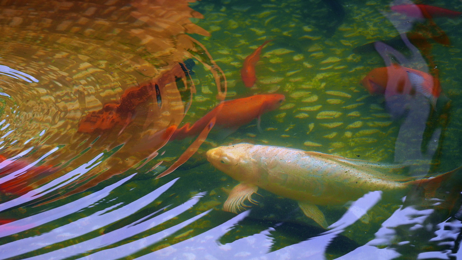 陳永鑑_錦鯉遊緃_20200910b.jpg