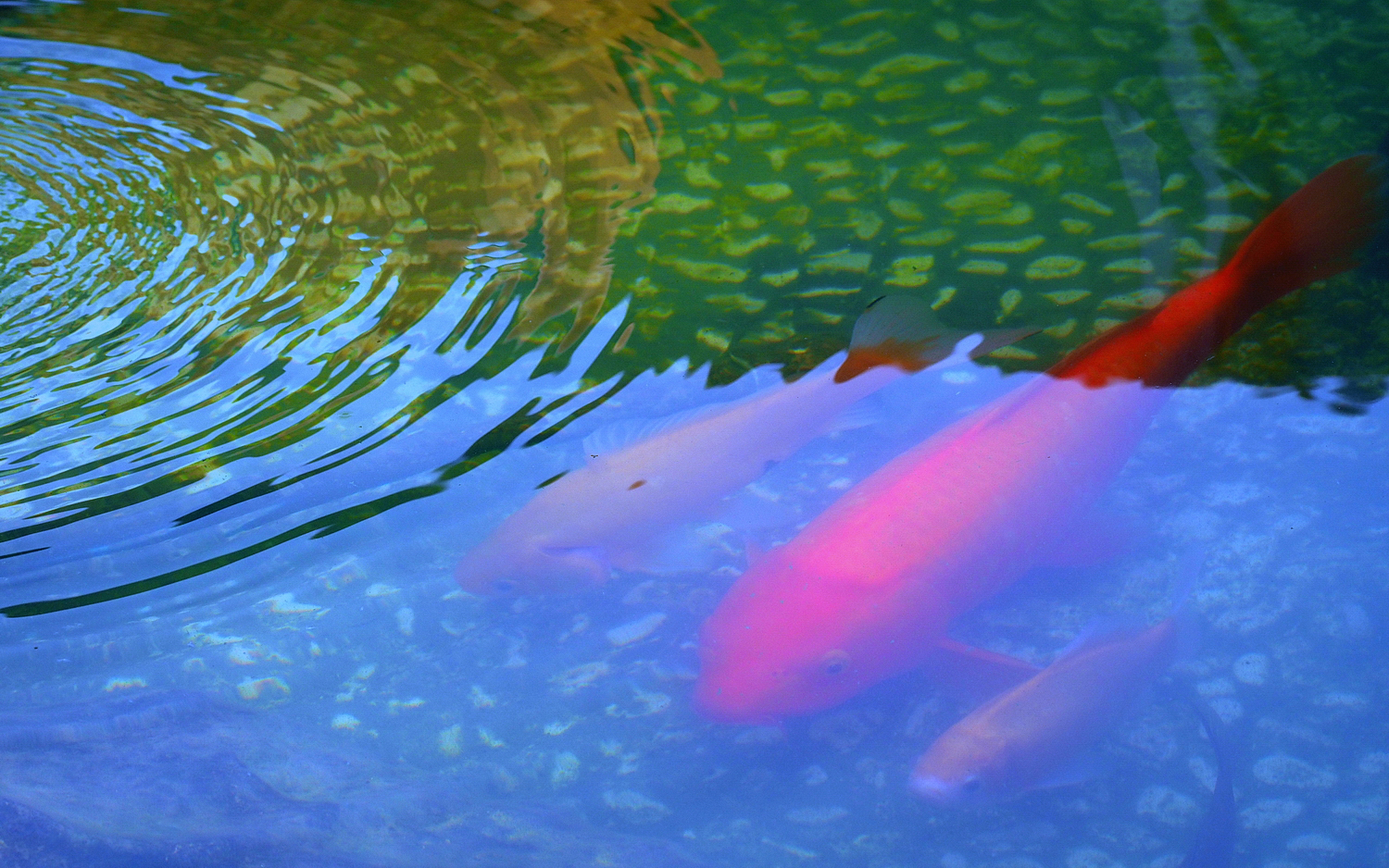 陳永鑑_錦鯉遊緃_20200910m.jpg