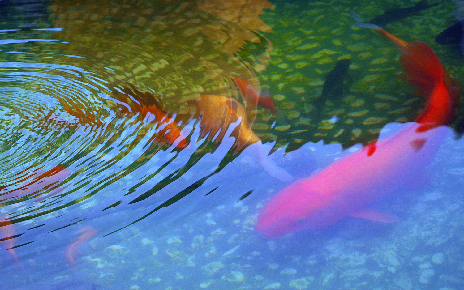 陳永鑑_錦鯉遊緃_20200910l.jpg