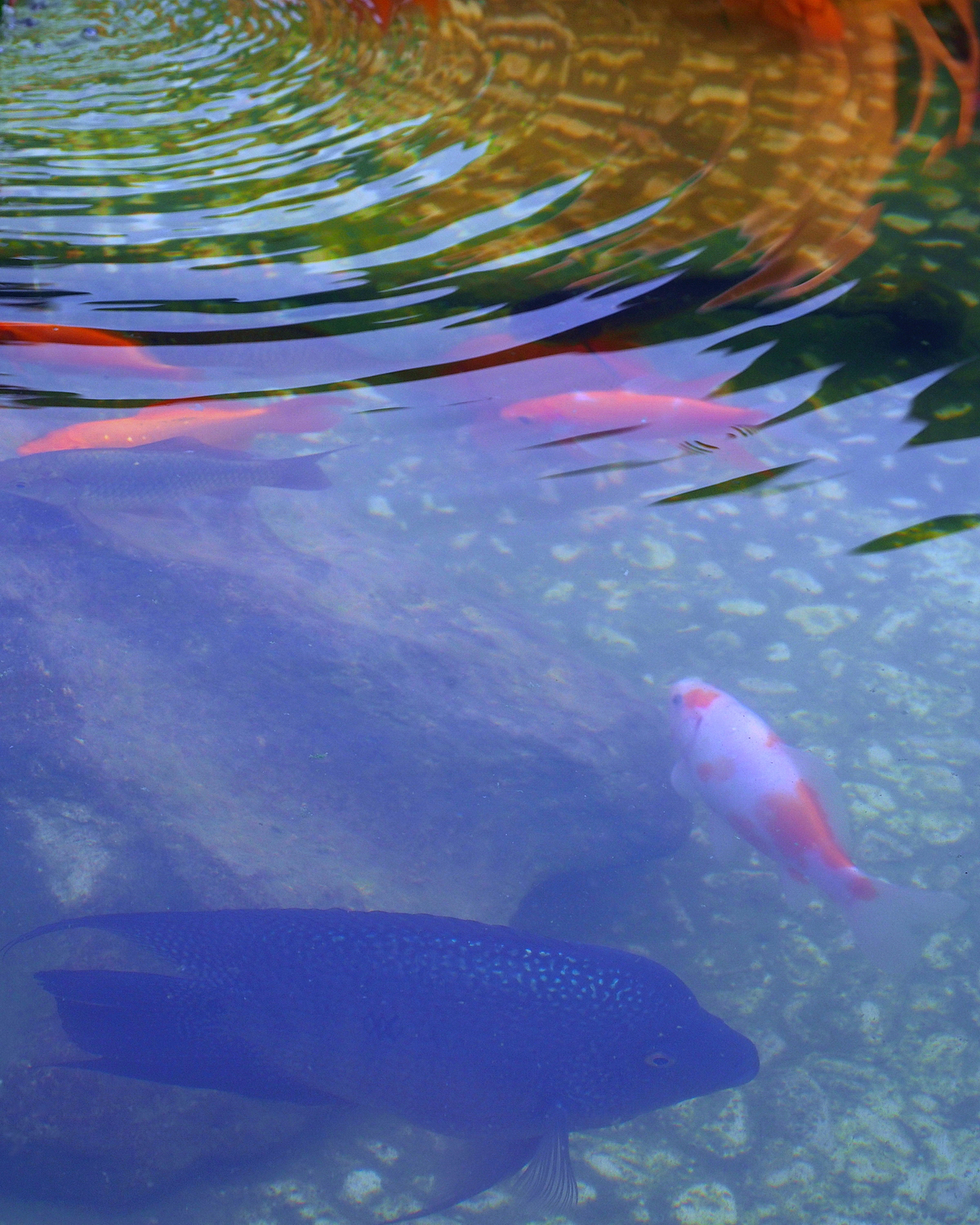 陳永鑑_錦鯉遊緃_20200910k.jpg