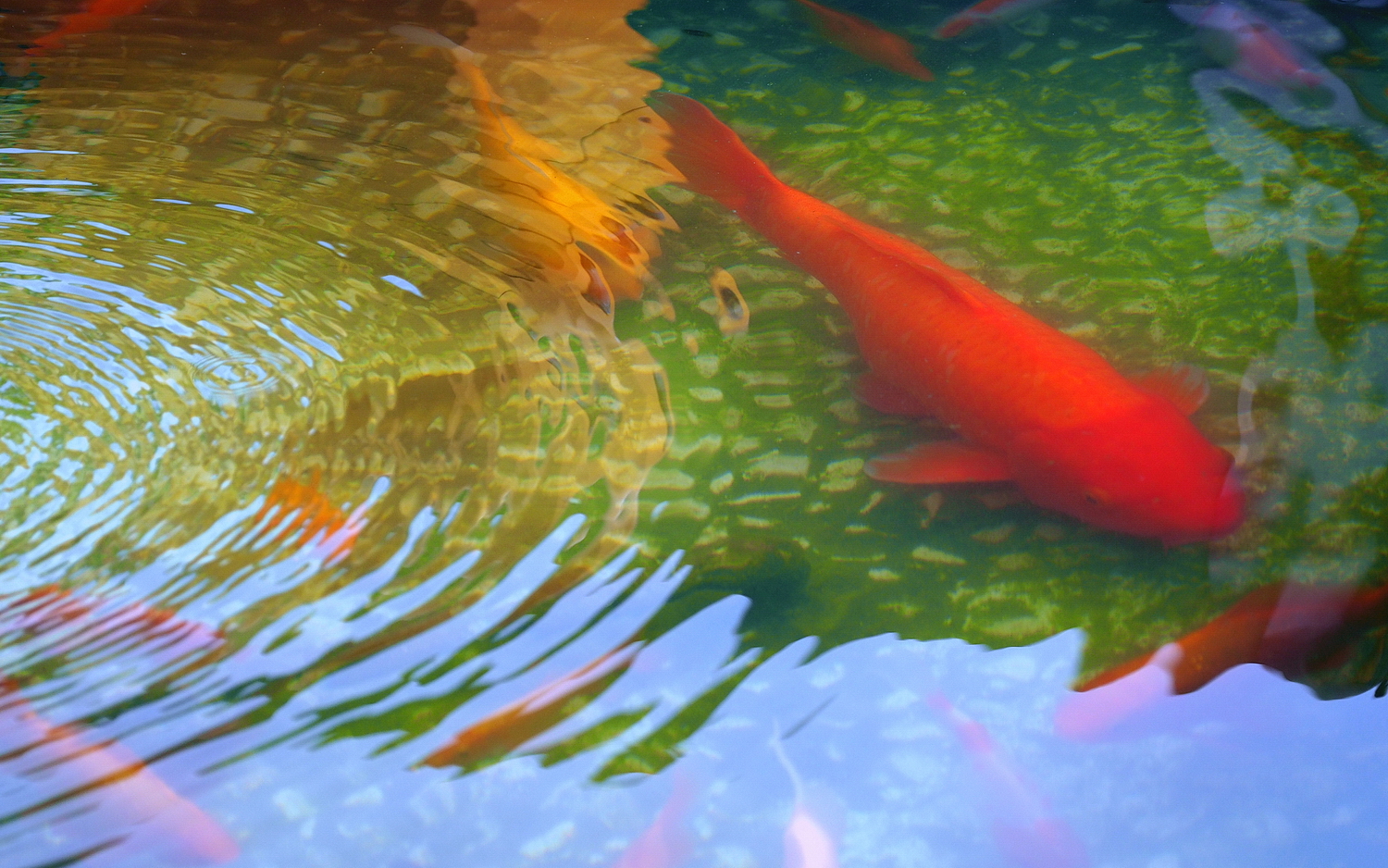 陳永鑑_錦鯉遊緃_20200910j.jpg