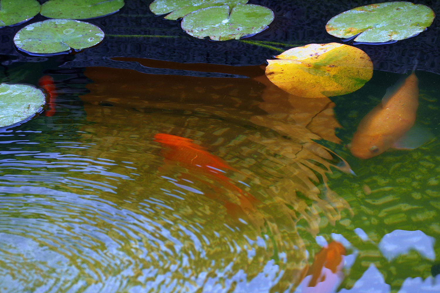 陳永鑑_錦鯉遊緃_20200910h.jpg