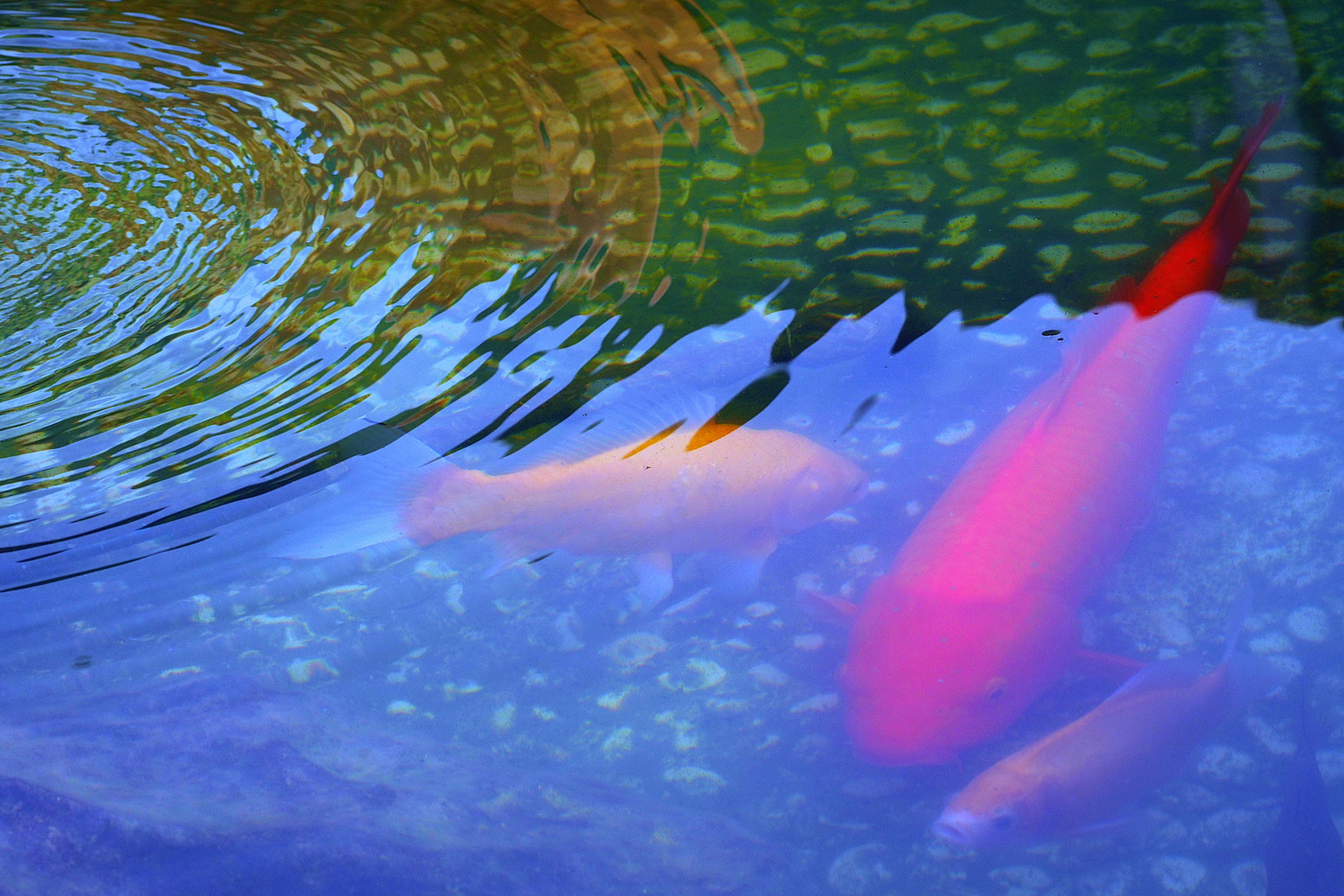 陳永鑑_錦鯉遊緃_20200910n.jpg