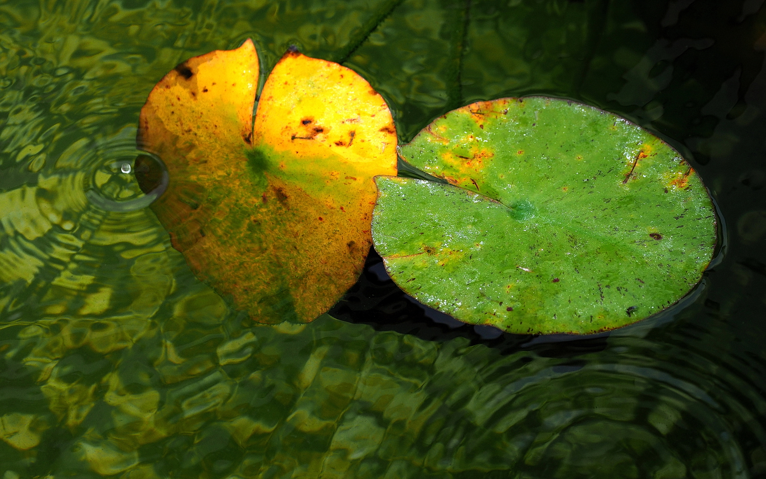 陳永鑑_錦鯉遊緃_20200911h.jpg