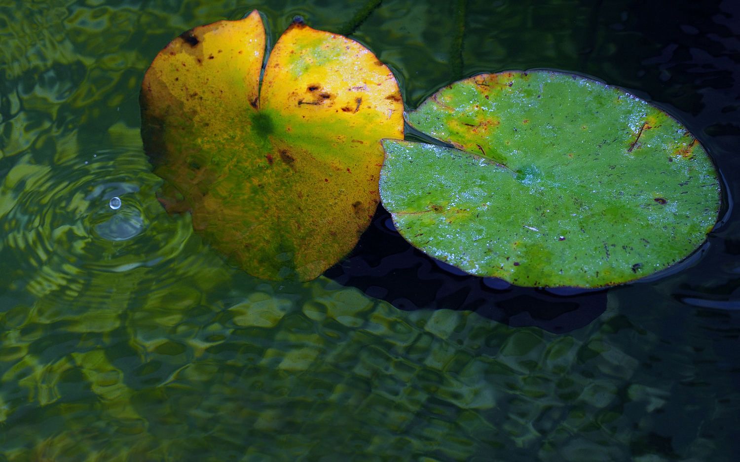 陳永鑑_錦鯉遊緃_20200911g.jpg