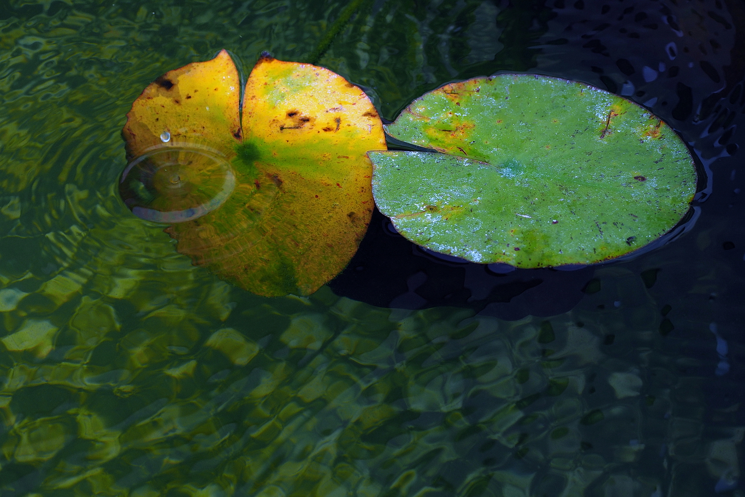 陳永鑑_錦鯉遊緃_20200911f.jpg
