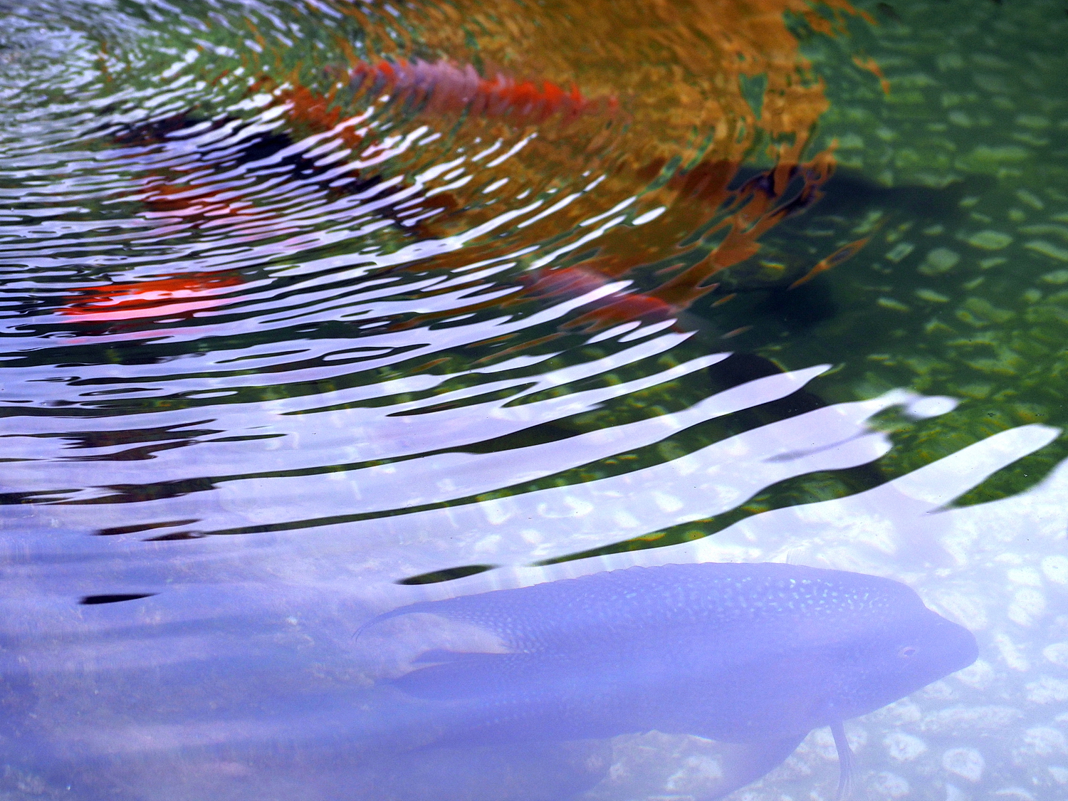 陳永鑑_錦鯉遊緃_20200911e.jpg