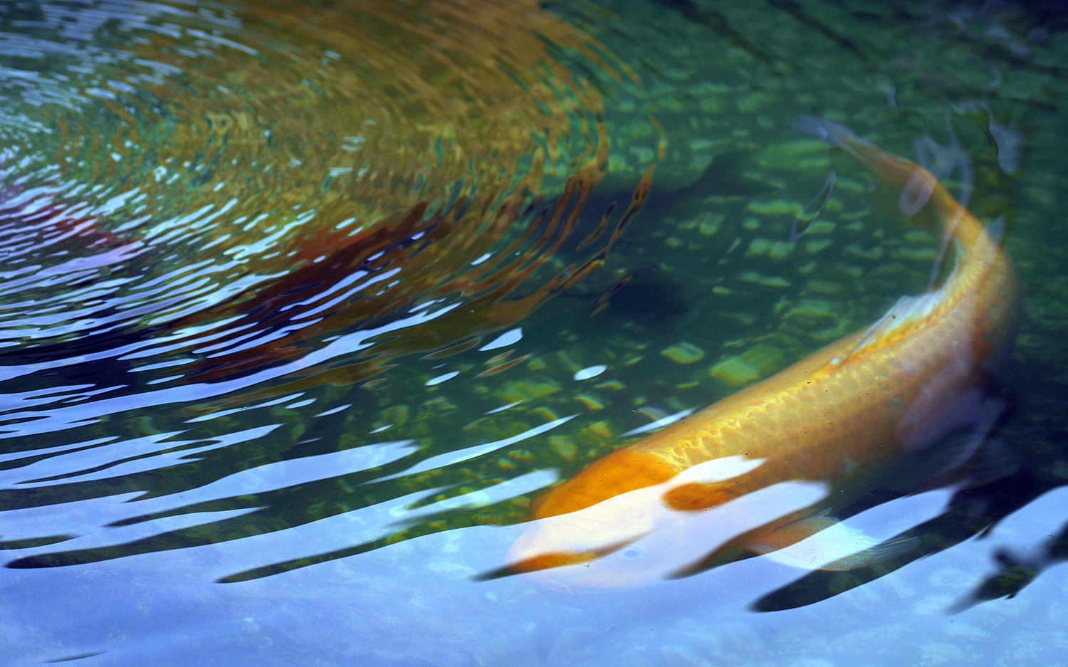陳永鑑_錦鯉遊緃_20200911c.jpg