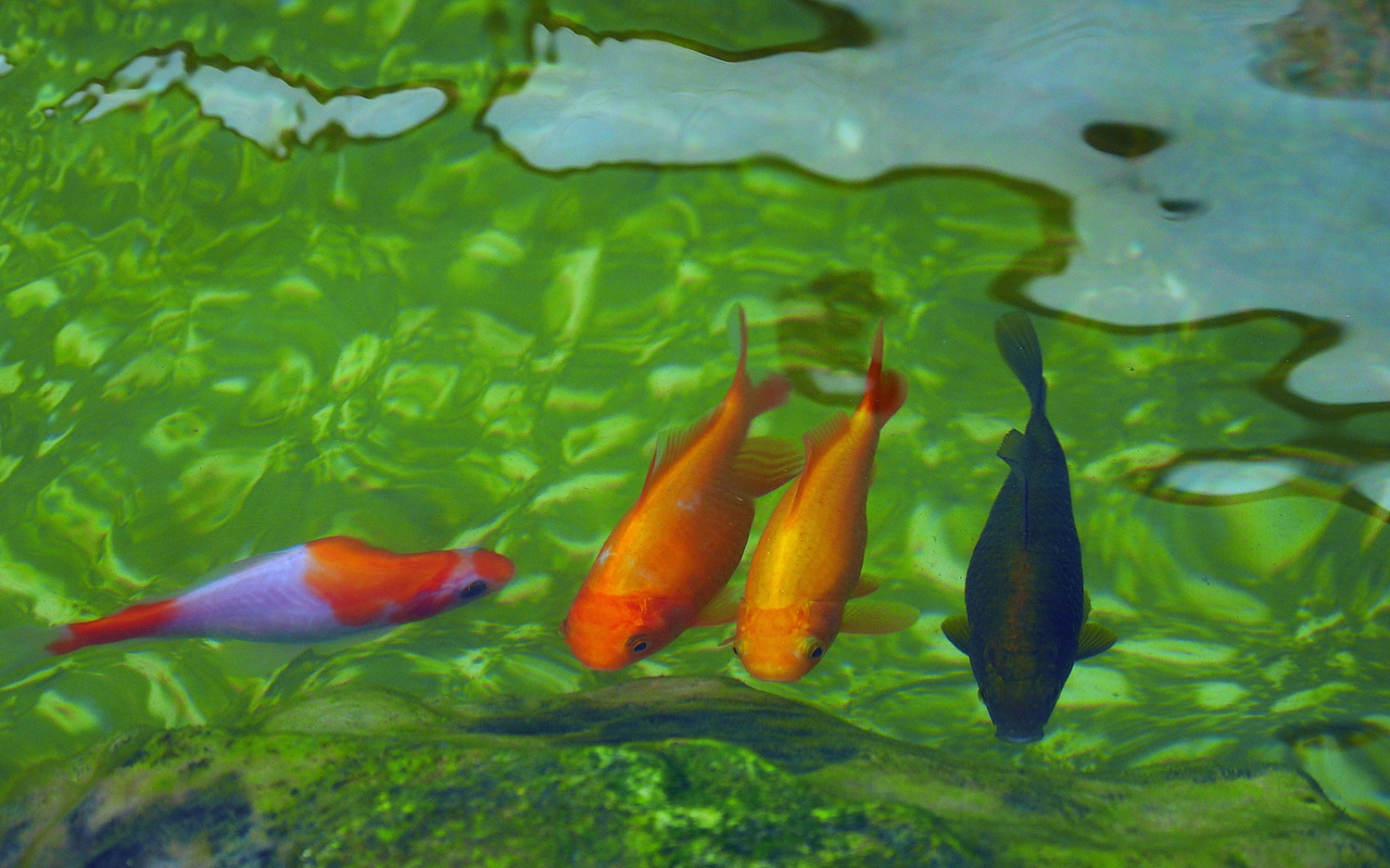 陳永鑑_錦鯉遊緃_20200911p.jpg