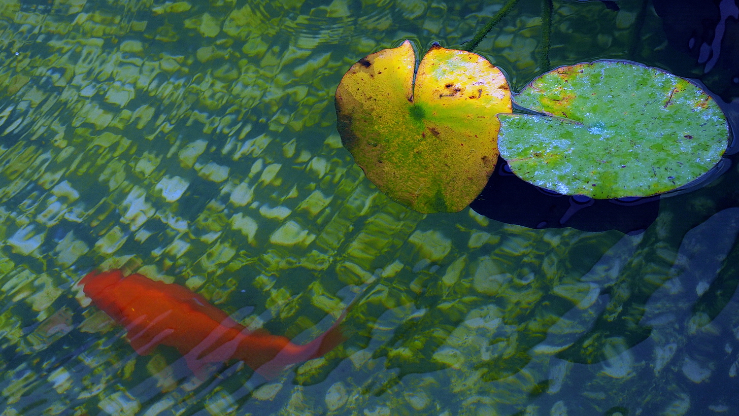 陳永鑑_錦鯉遊緃_20200911m.jpg