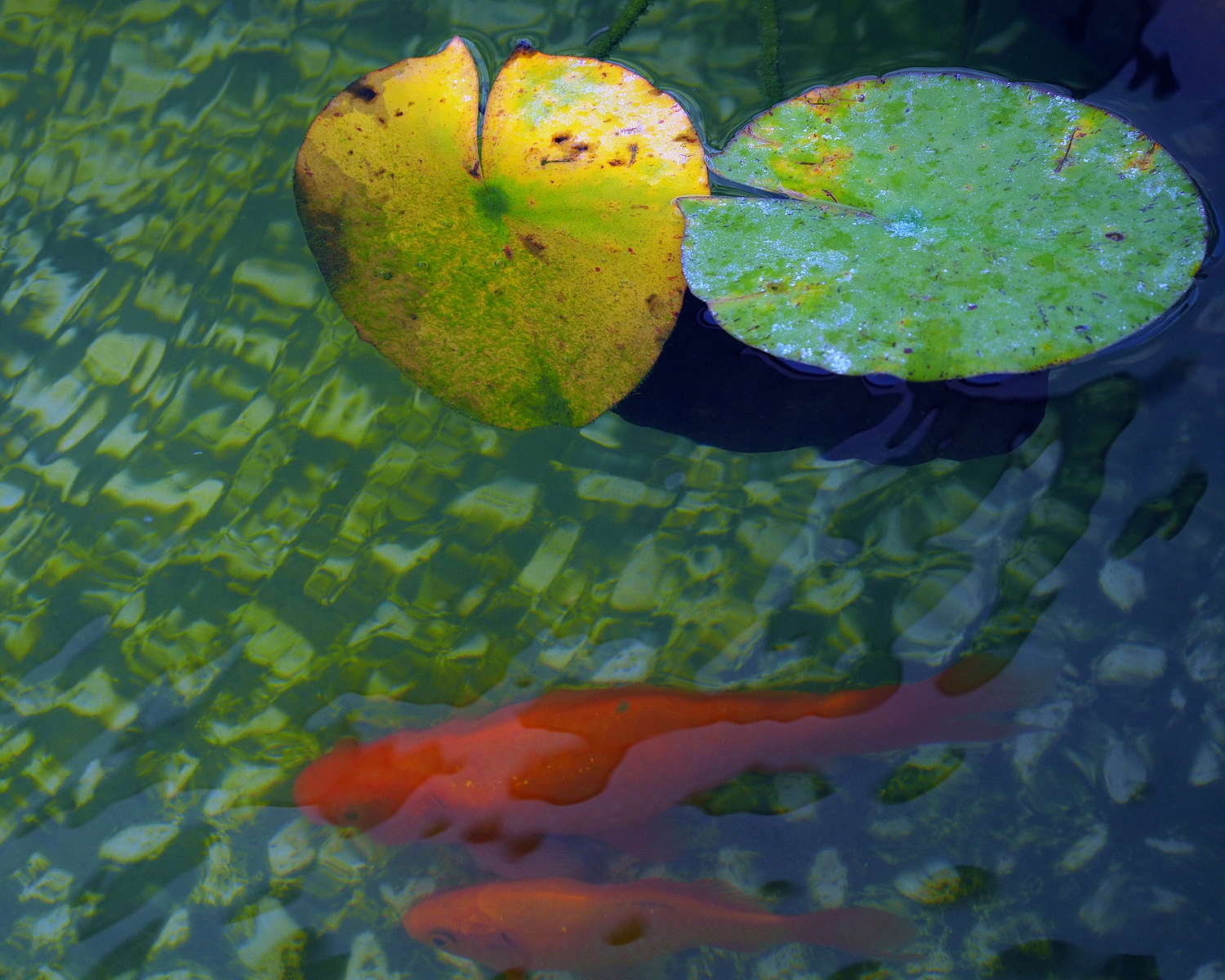 陳永鑑_錦鯉遊緃_20200911n.jpg