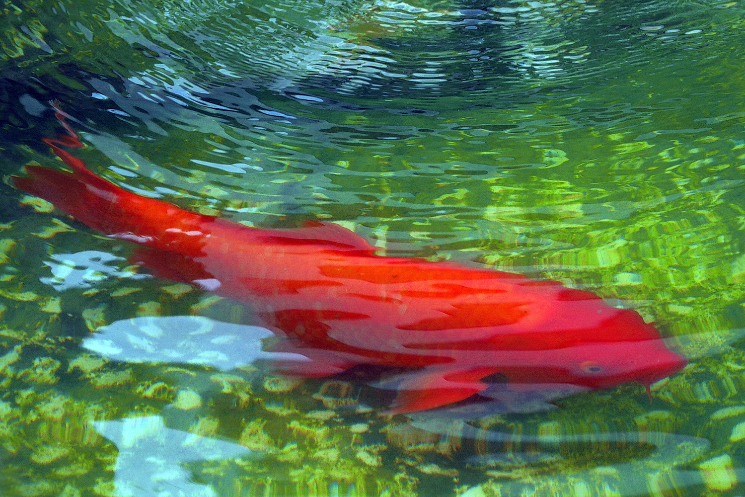 陳永鑑_錦鯉遊緃_20200911l.jpg