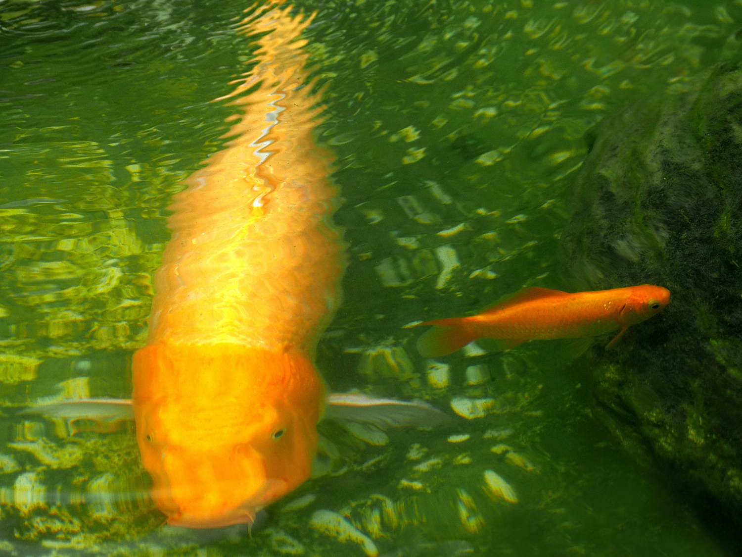 陳永鑑_錦鯉遊緃_20200911i.jpg