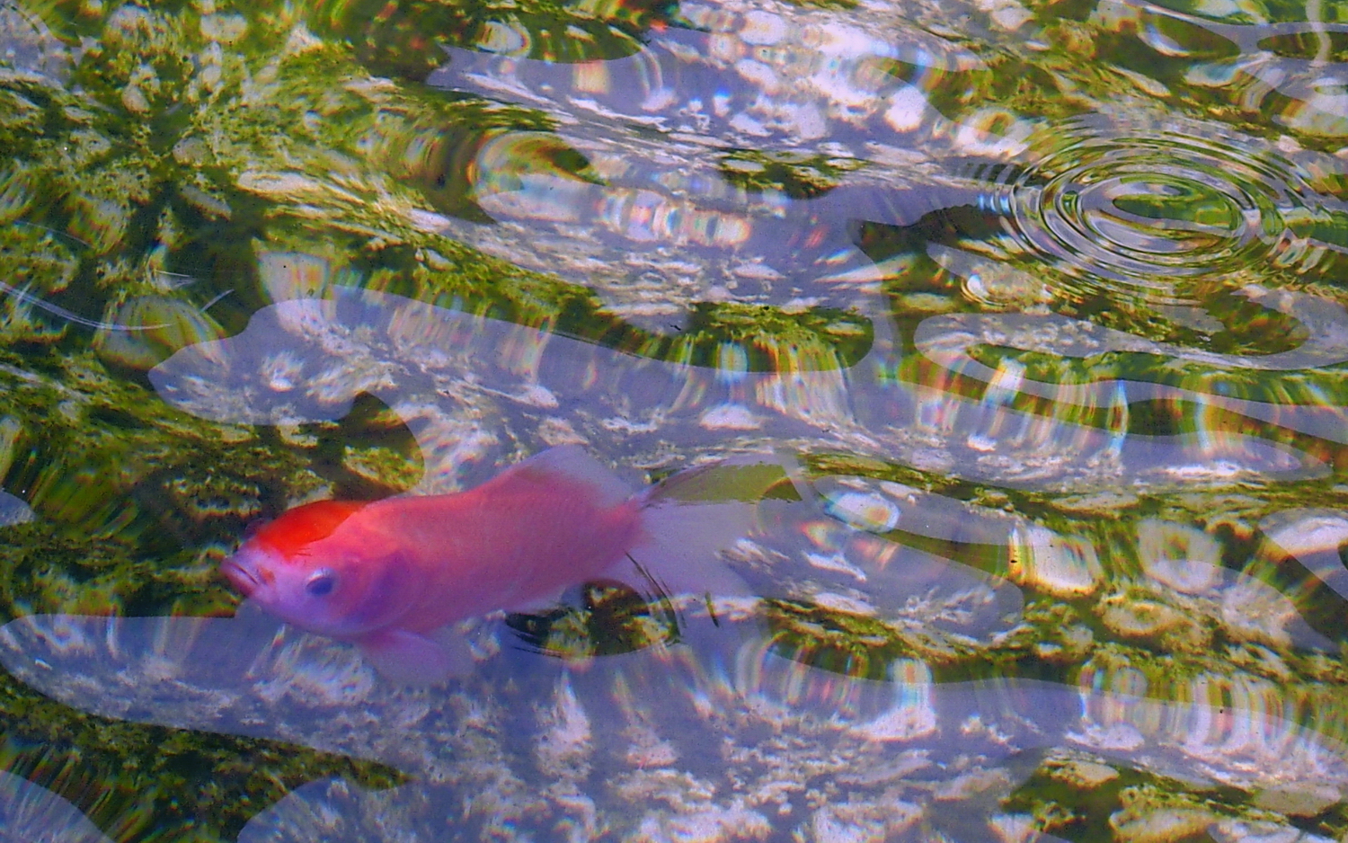 陳永鑑_錦鯉遊緃_20200912g.jpg