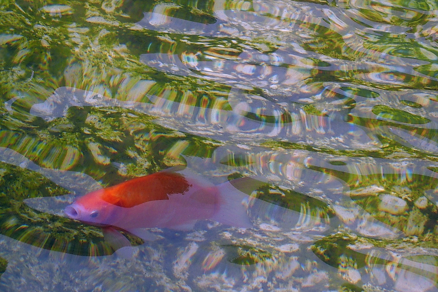 陳永鑑_錦鯉遊緃_20200912f.jpg