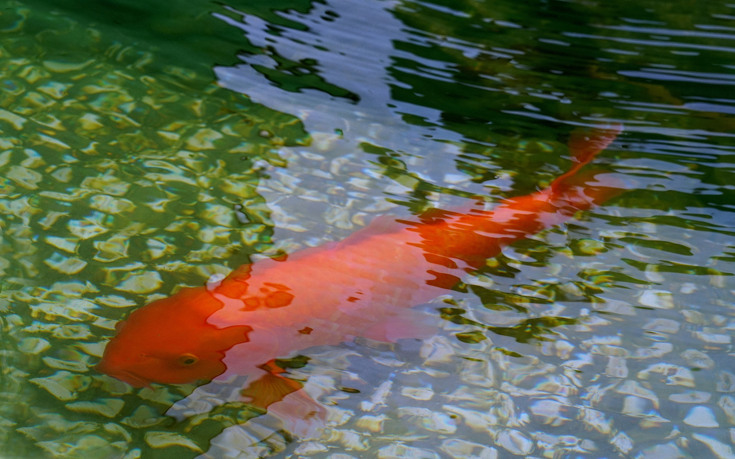 陳永鑑_錦鯉遊緃_20200912e.jpg