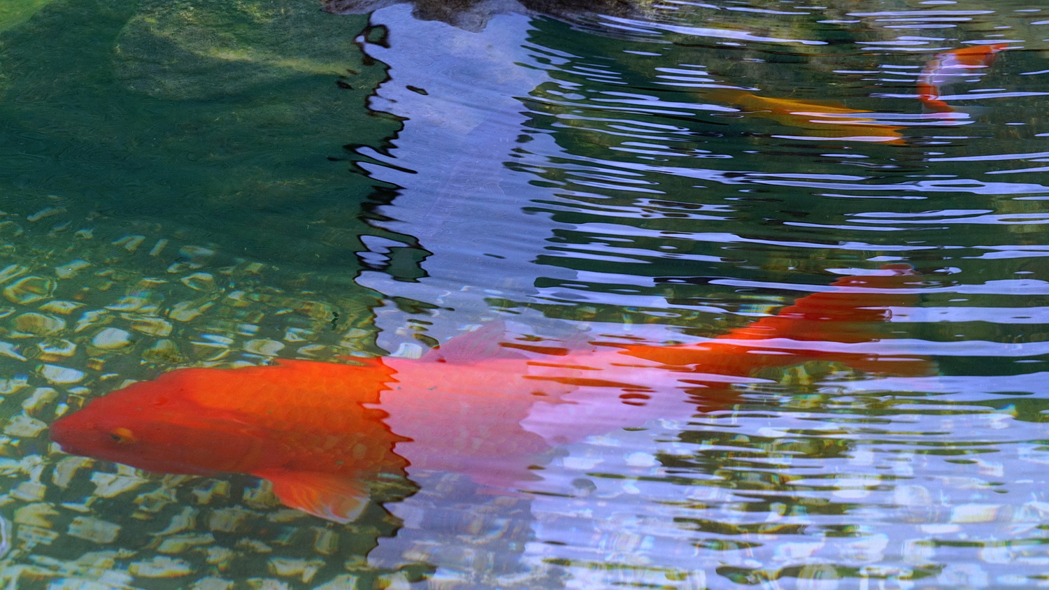 陳永鑑_錦鯉遊緃_20200912c.jpg