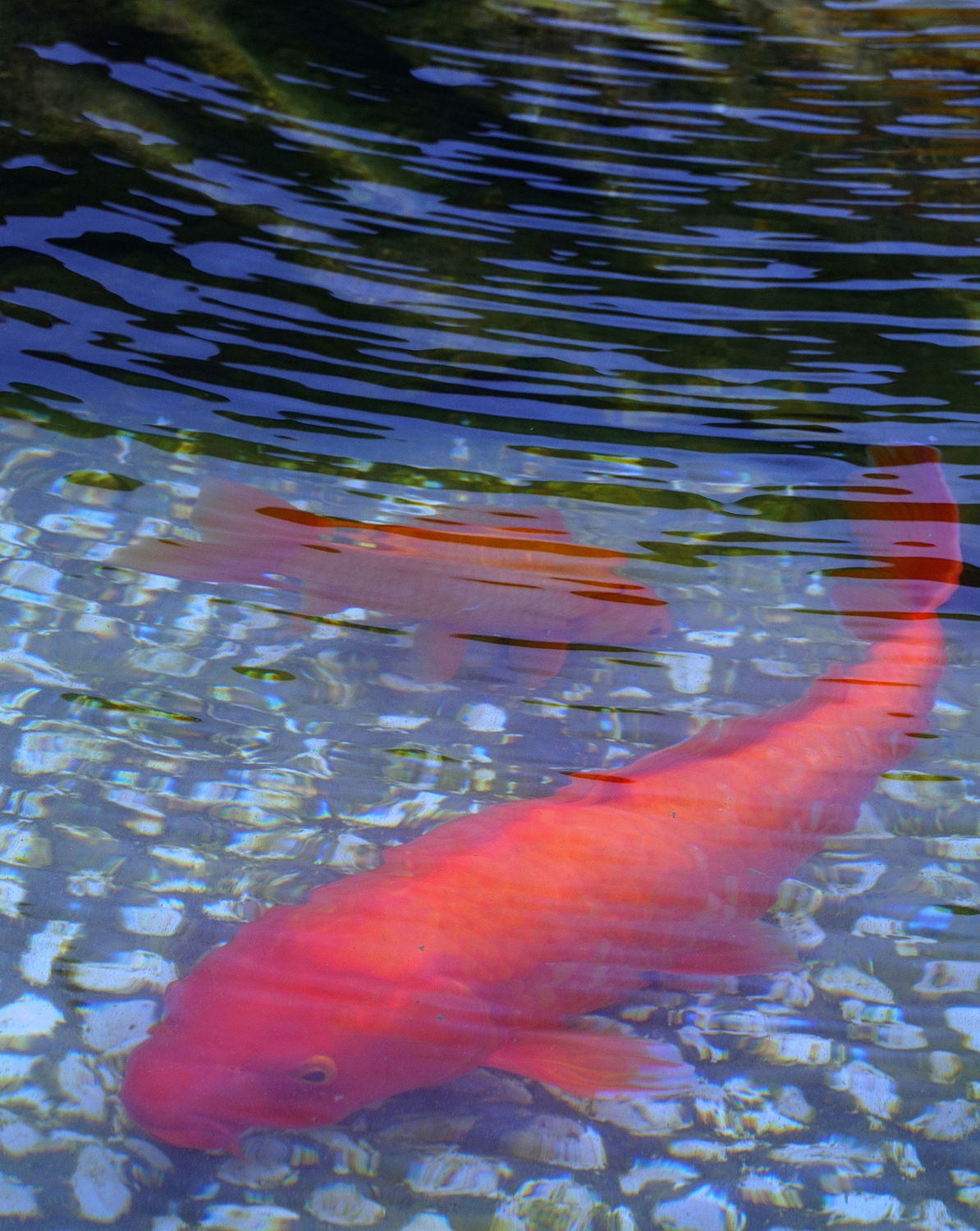 陳永鑑_錦鯉遊緃_20200912a.jpg