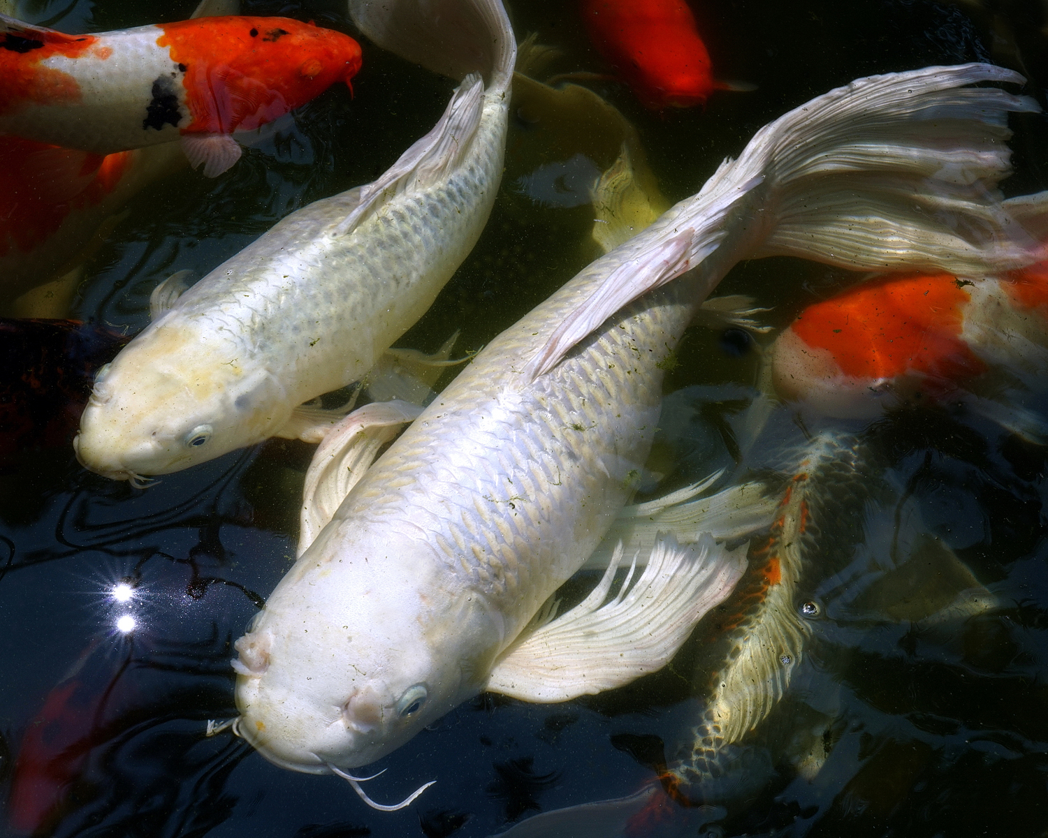 陳永鑑_錦鯉遊緃_20200912n.jpg