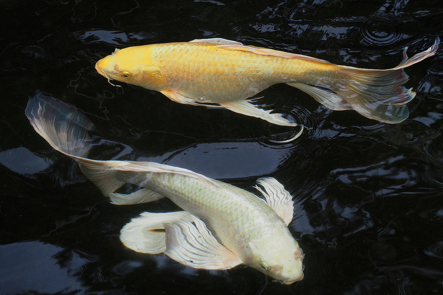 陳永鑑_錦鯉遊緃_20200912m.jpg
