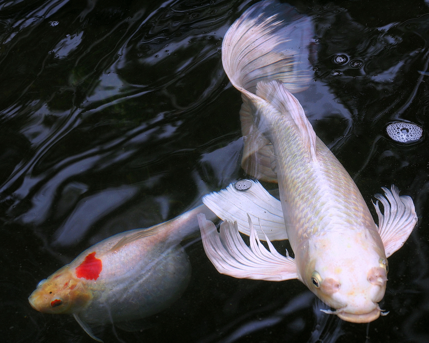 陳永鑑_錦鯉遊緃_20200912l.jpg