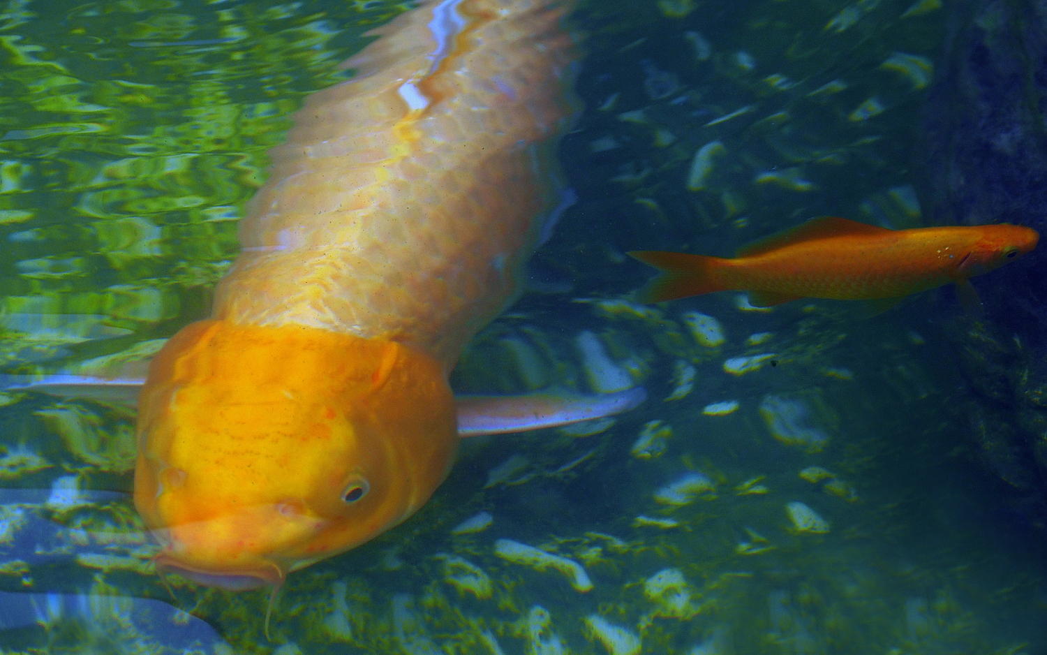 陳永鑑_錦鯉遊緃_20200912k.jpg