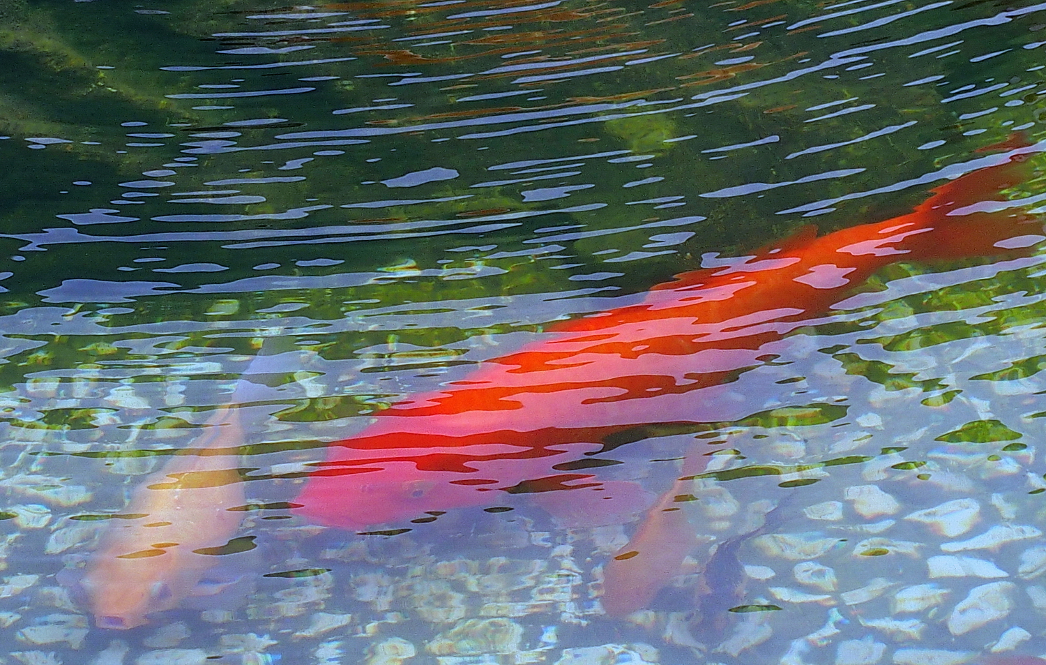 陳永鑑_錦鯉遊緃_20200912i.jpg