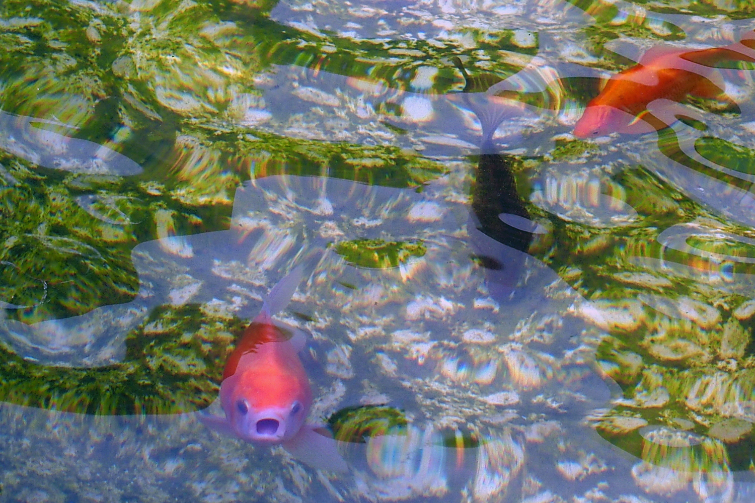 陳永鑑_錦鯉遊緃_20200912h.jpg