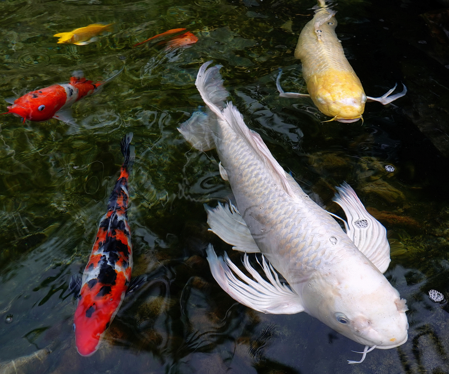 陳永鑑_錦鯉遊緃_20200913g.jpg